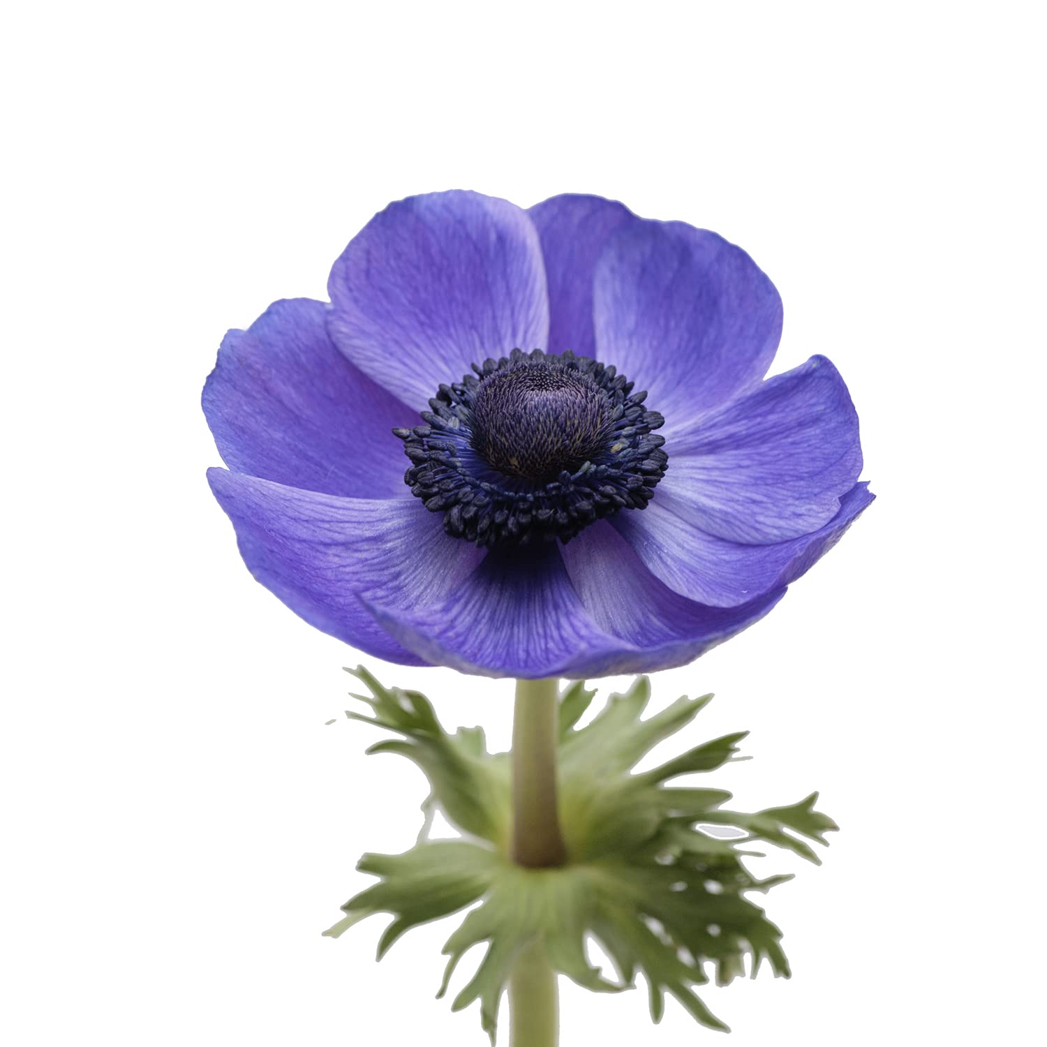 300 Farm Fresh Blue Anemone Flowers | Premium Cut Flowers for Weddings, Home Decor & Gift Bouquets | Bloomingmore
