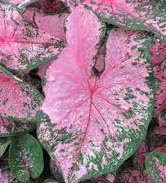 10 Spectacular Pink Beauty Caladium Bulbs - Live Plant Roots for Garden, Patio & Indoor Decor | Perfect for Landscaping, Container Gardening & Home Planting