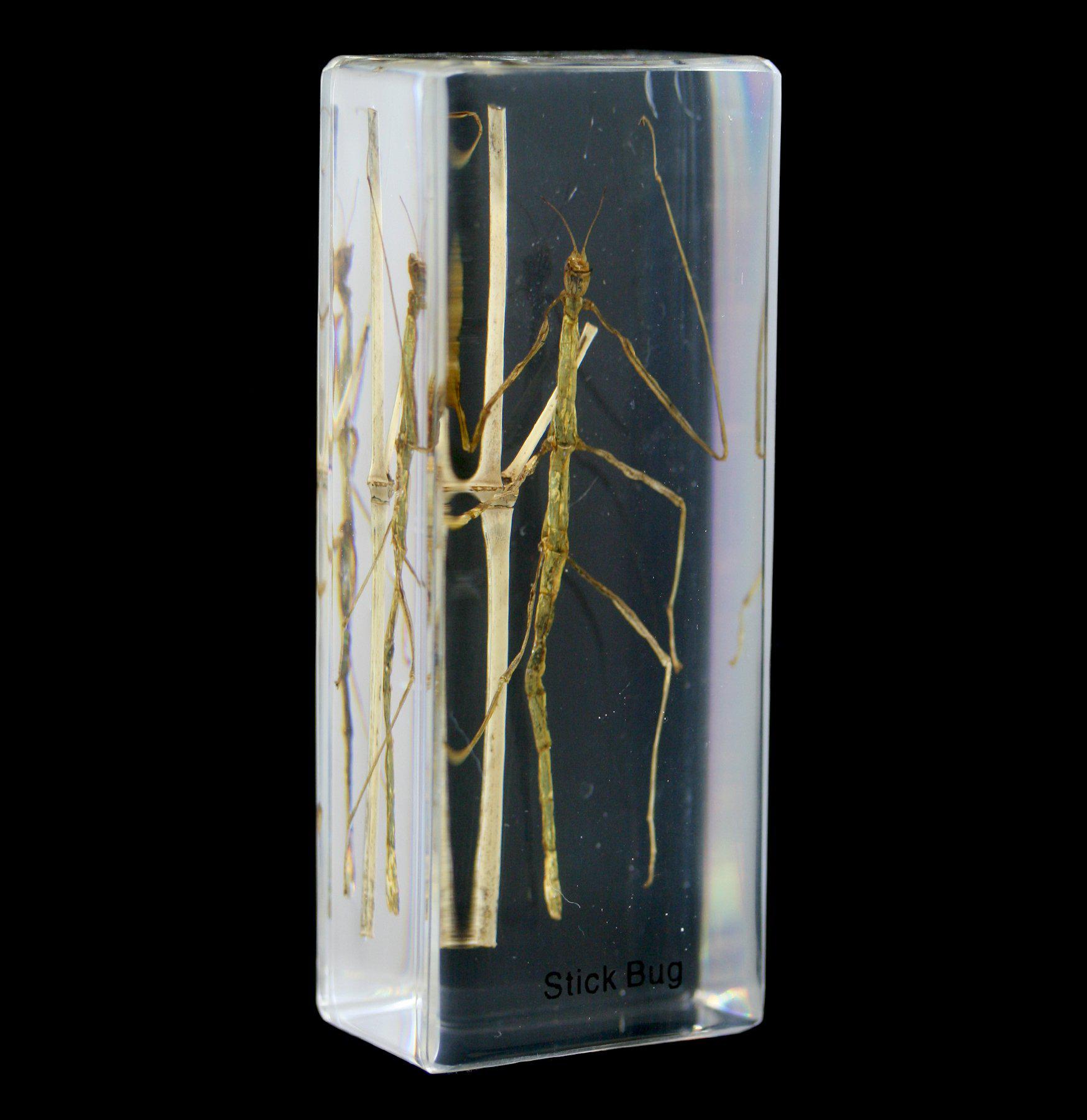 Realistic Stick Bug Encased in Clear Acrylic Block - Unique Insect Specimen for Science Education, Home Decor & Nature Lovers