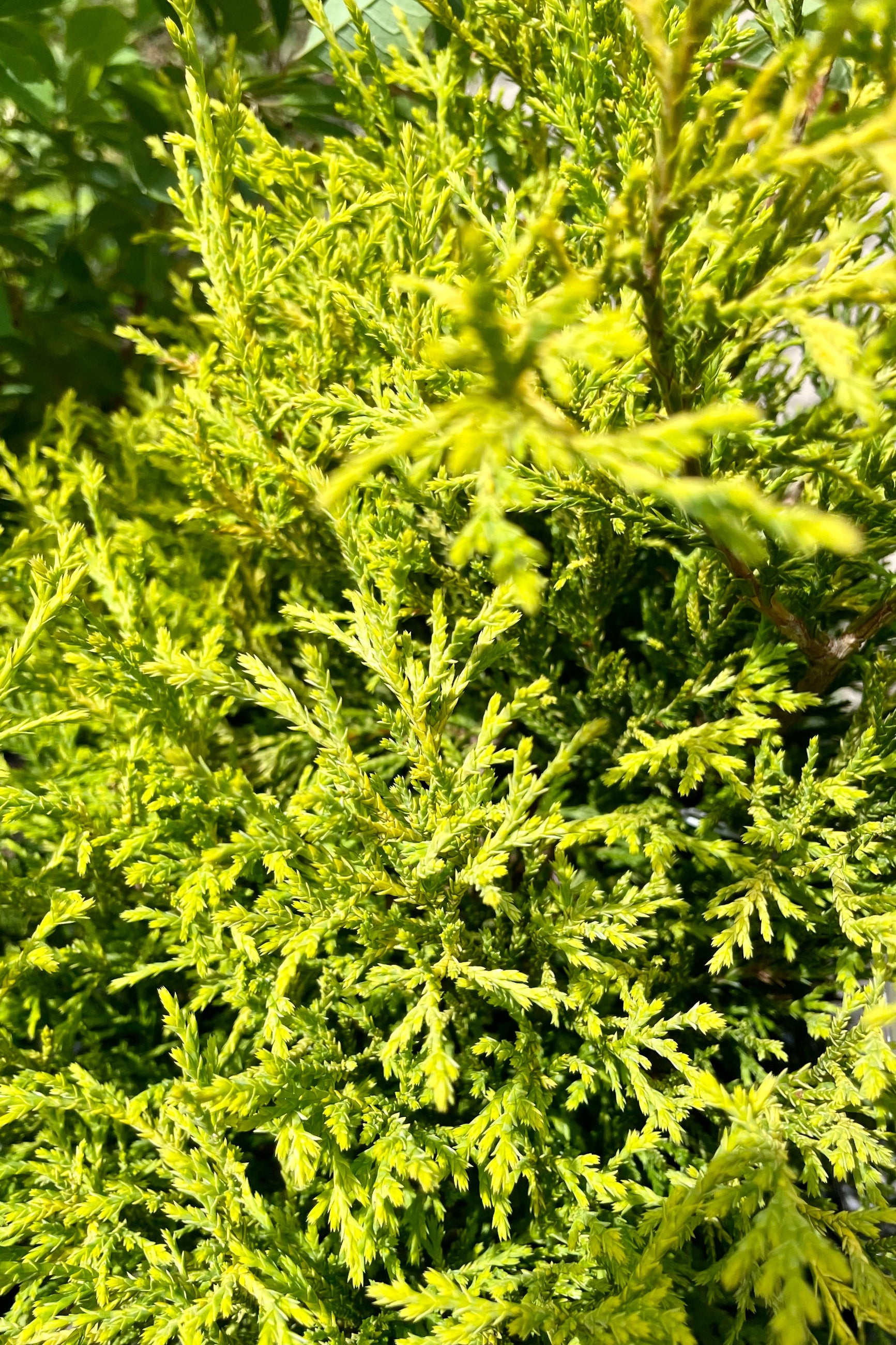 Golden Mop False Cypress (Chamaecyparis pisifera) #2 Size - Perfect for Landscaping, Garden Borders & Container Gardening