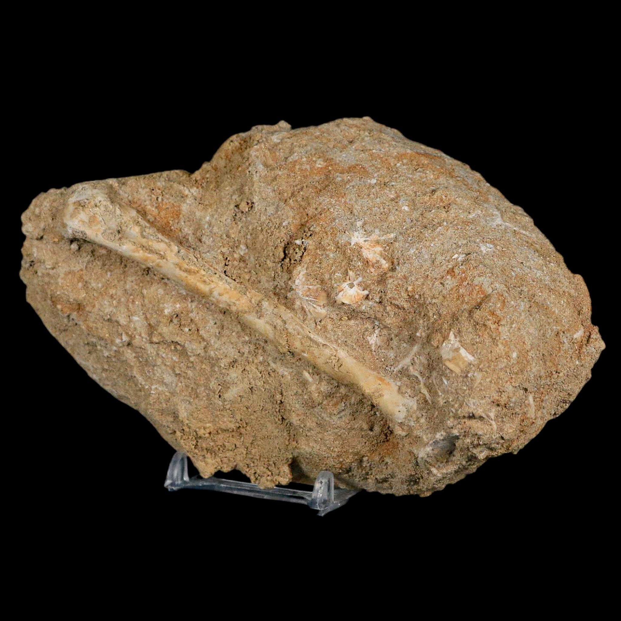 Authentic 4 Pterosaur Tethydraco Regalis Fossil Bones - Upper Cretaceous Period - Morocco Origin - Includes Stand & COA - Perfect for Paleontology Collectors, Museum Displays & Educational Exhibits