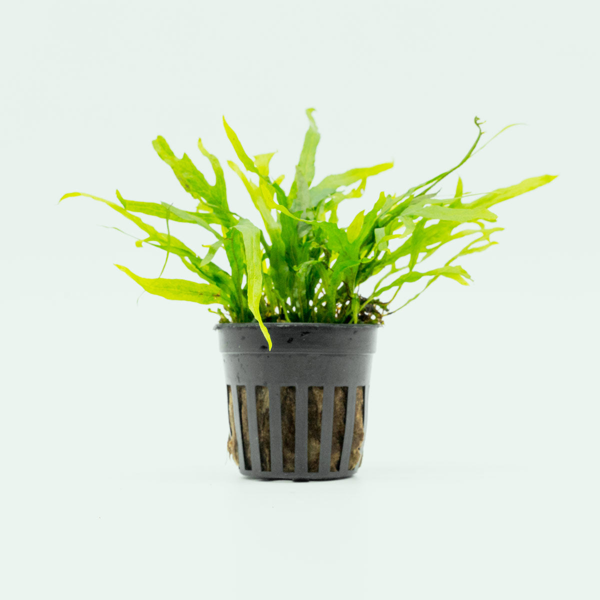 Microsorum Pteropus Trident Mini Aquatic Plant - Perfect for Nano Aquariums, Terrariums & Freshwater Fish Tanks