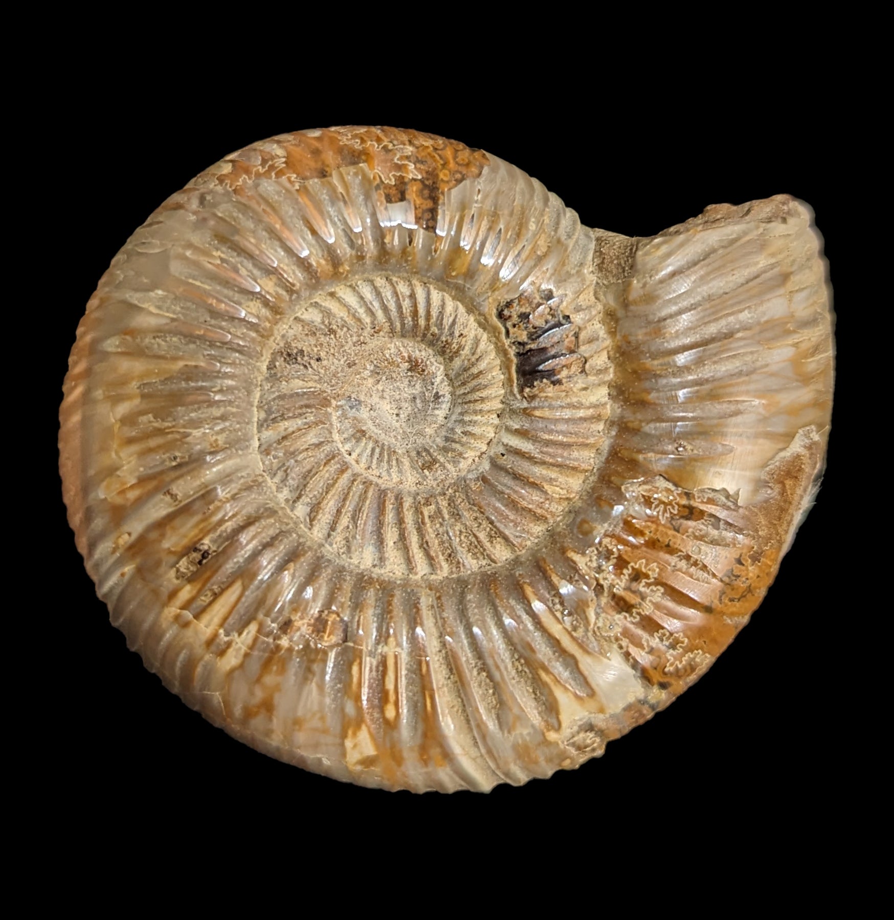 White Ammonite Perisphinctes Fossil - Natural Stone Specimen for Home Decor, Meditation & Crystal Healing | Perfect for Geology Collectors & Spiritual Practitioners