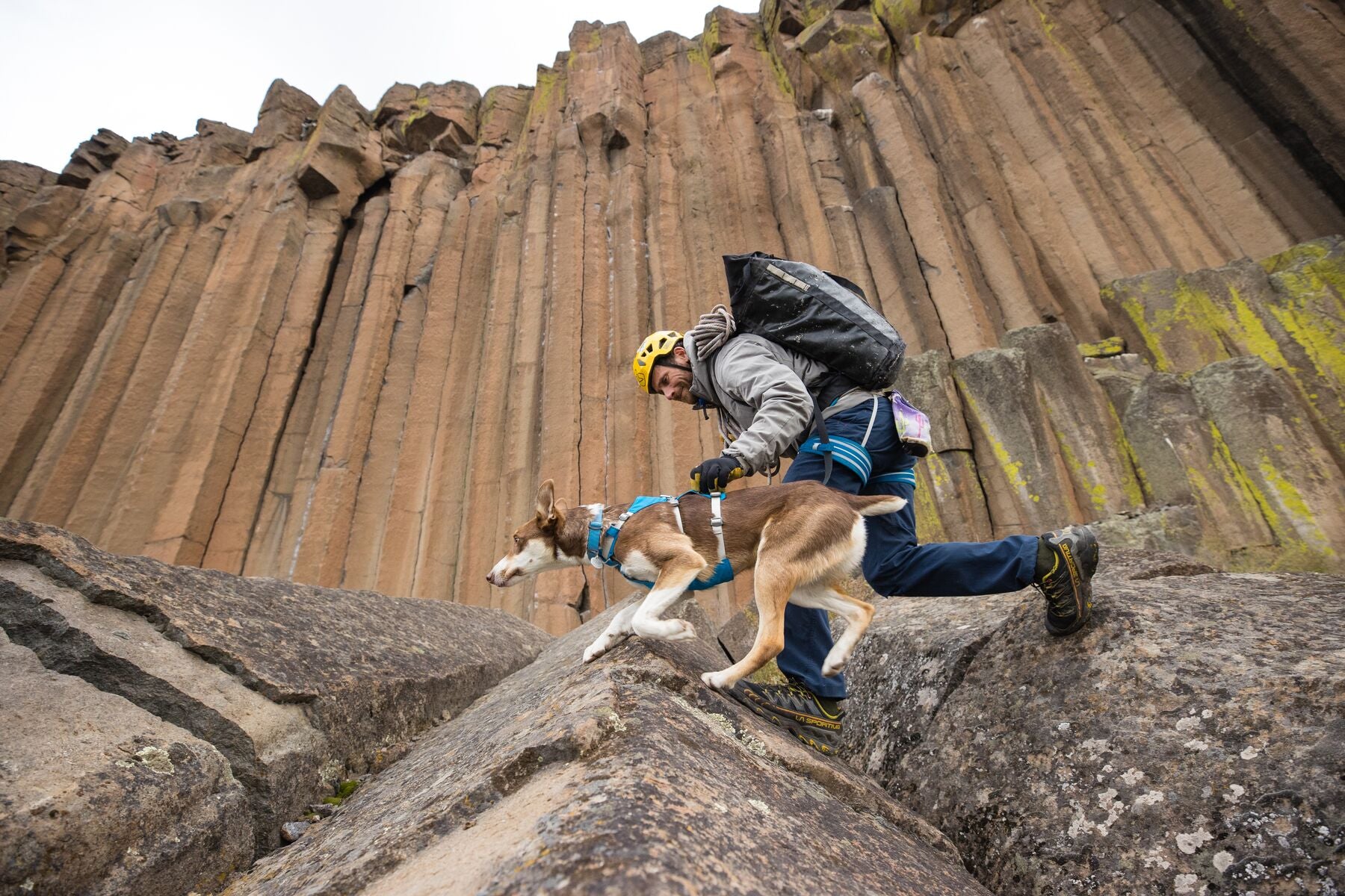 Ruffwear Flagline Harness® - Adjustable Multi-Use Dog Harness in High-Visibility Lichen Green for Hiking, Running & Outdoor Adventures