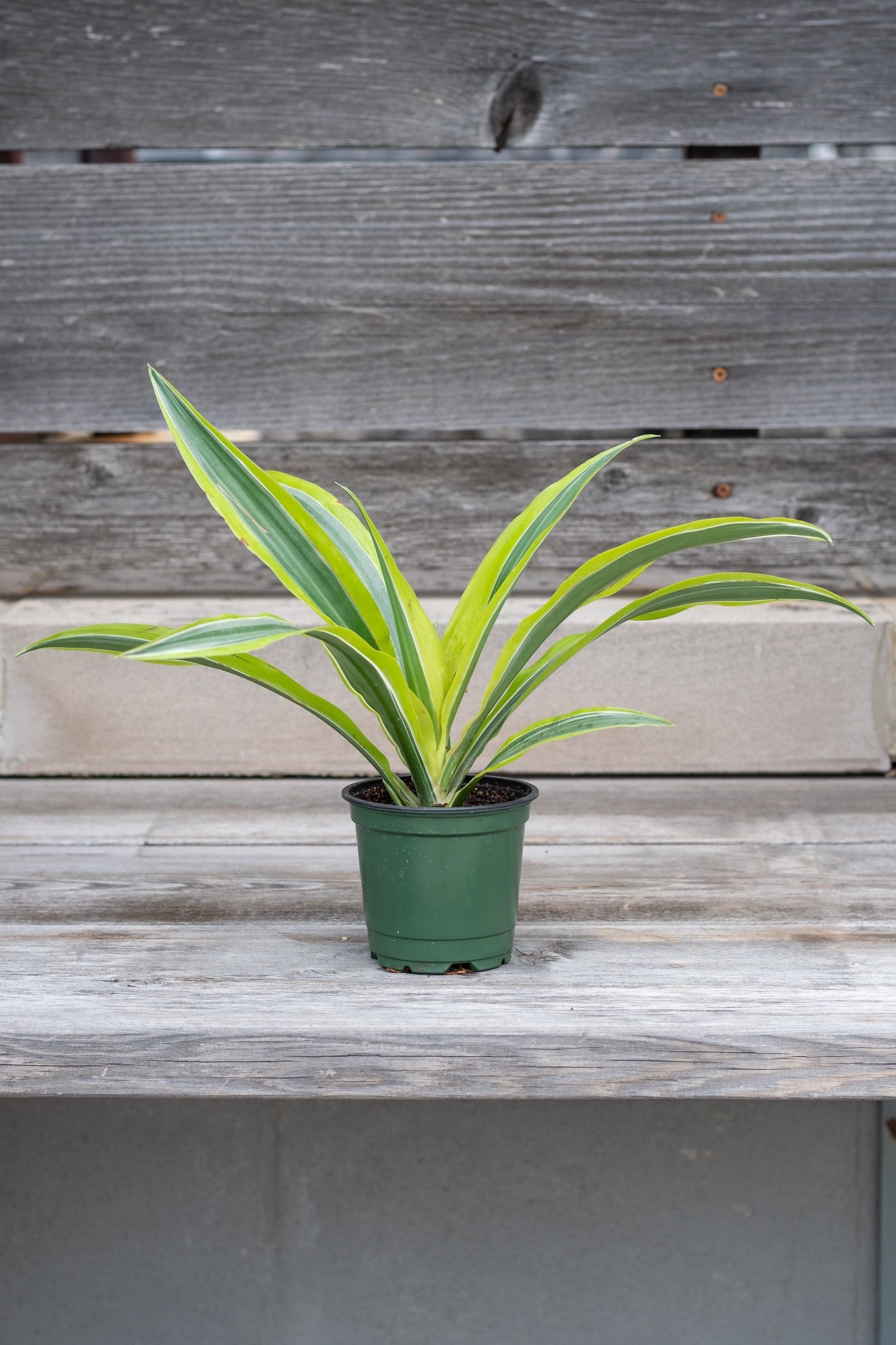Lemon Lime Dracaena Plant - 4