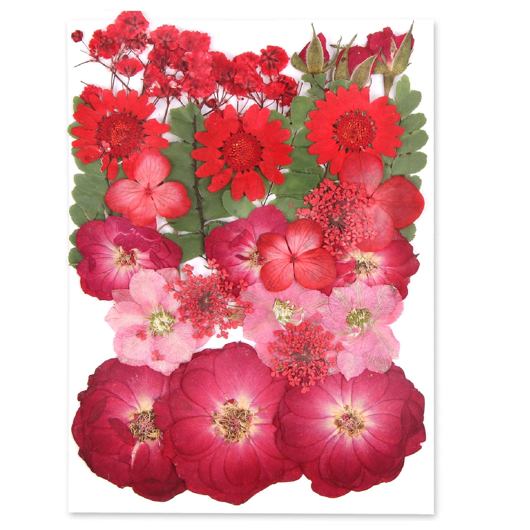Augshy Red Dried Pressed Flowers - Natural Pressed Rose Petals for Resin Jewelry, Nail Art & DIY Crafts | Perfect for Epoxy Molds, Scrapbooking & Home Decor
