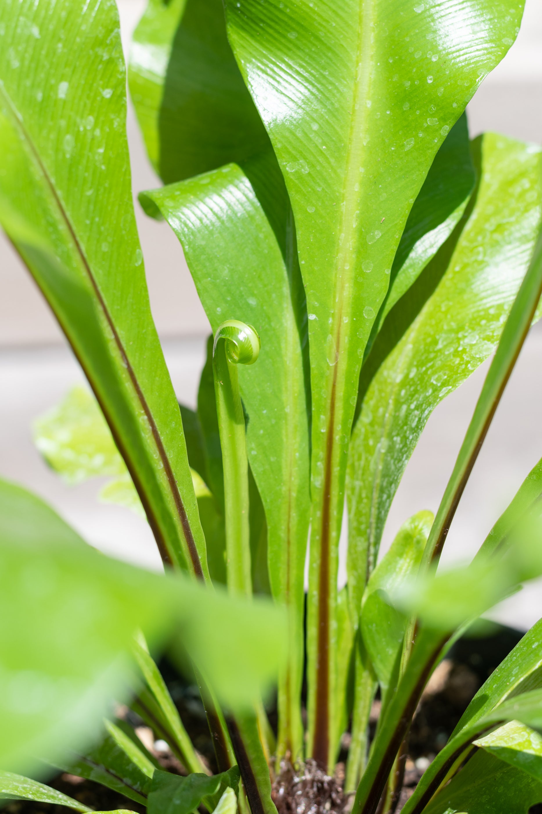 Asplenium Nidus Bird's Nest Fern - 6 Inch Live Indoor House Plant for Home & Office Decor | Perfect for Living Room, Bathroom, and Low Light Spaces