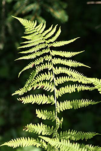 20x30 Inch Laminated Forest Fern Leaves Nature Poster - Vibrant Colors & HD Imagery - Perfect for Home Decor, Office Wall Art & Classroom Displays - Fits Standard Frames