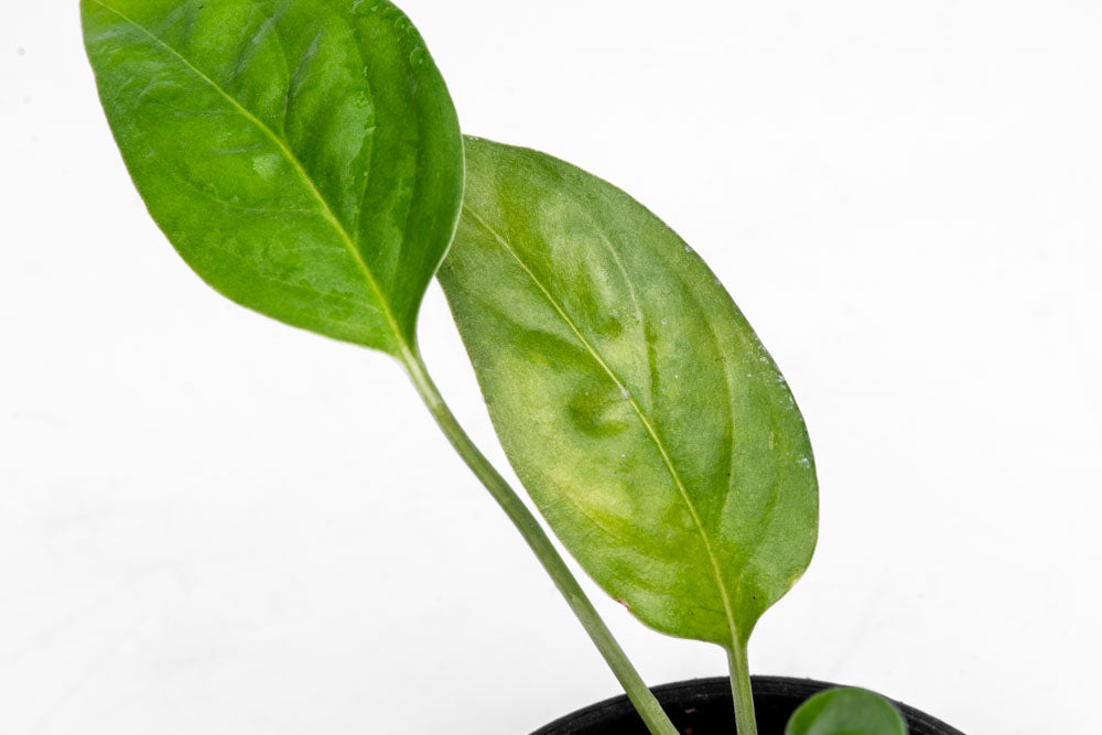 Monstera Adansonii Narrow Form - Swiss Cheese Vine Bare Root Plant for Home Decor, Office Plants & Indoor Gardening