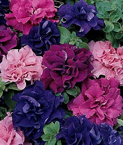 50 Double Red Pink Purple Mix Petunia Seeds for Hanging Baskets & Containers - Vibrant Flower Seeds for Garden, Balcony & Outdoor Decor