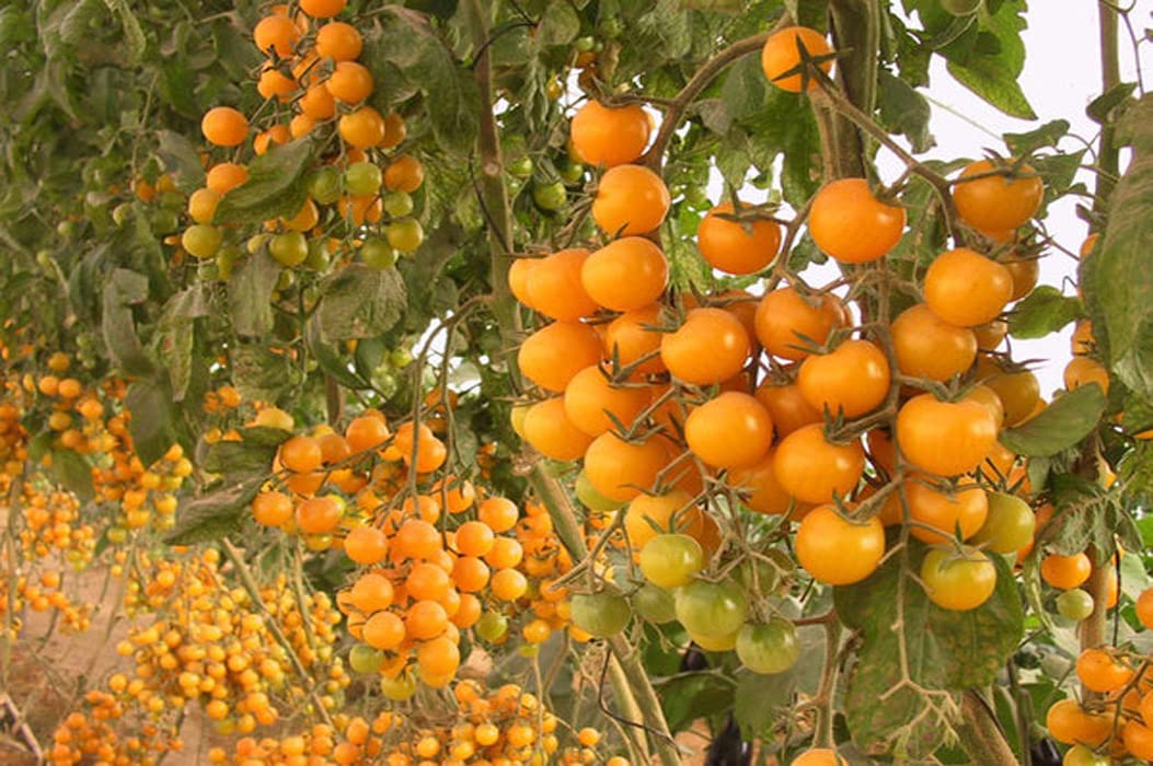 Organic Golden Cherry Tomato Seeds - Non-GMO, Heirloom, Indeterminate Variety for Home Gardening | Perfect for Containers, Greenhouses & Backyard Vegetable Gardens