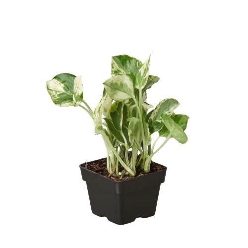 Njoy Pothos Plant in 3