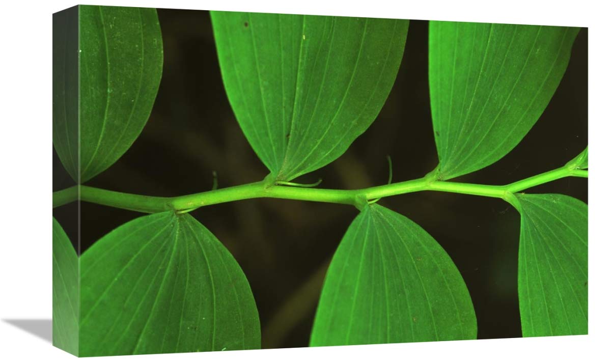 12 x 18 Inch Eurasian Solomon's Seal Botanical Art Print - Medicinal Plant Leaf Detail by Martin Van Lokven - Perfect for Herbalist Offices, Nature-Themed Decor & Plant Lover Gifts