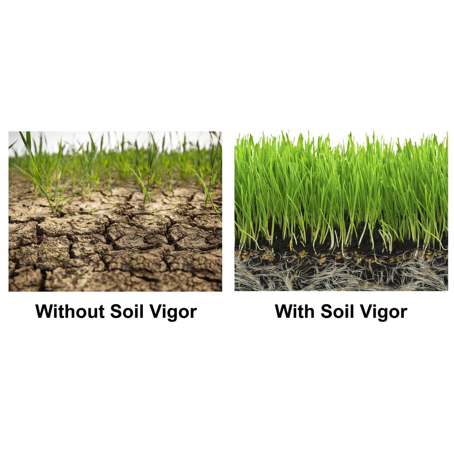 Super Absorbent Potassium Polyacrylate Water Crystals for Plants - Lasts 7 Years in Soil (10 Pack) - Perfect for Garden Water Retention & Drought-Resistant Landscaping