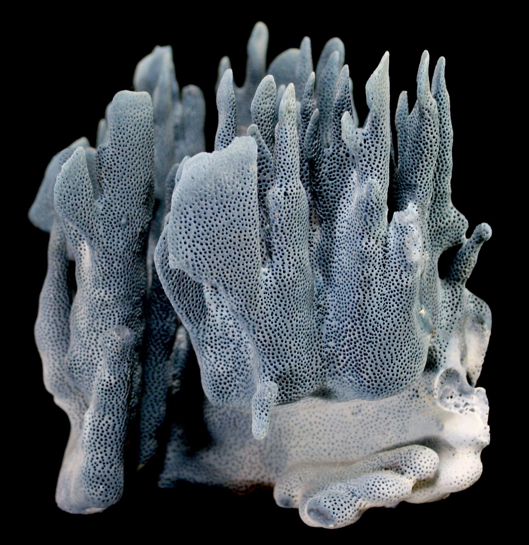 Premium Blue Heliopora Coerulea Coral for Saltwater Aquariums - Vibrant Live Coral for Reef Tanks & Marine Aquascaping