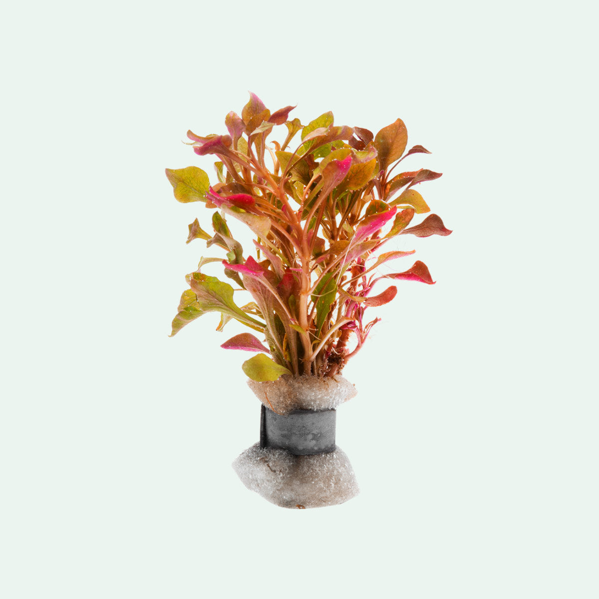 Alternanthera Bettzickiana - Live Aquarium Plant for Freshwater Fish Tanks | Perfect for Aquascaping, Shrimp Tanks & Aquatic Decor | Easy to Grow Low Light Plant