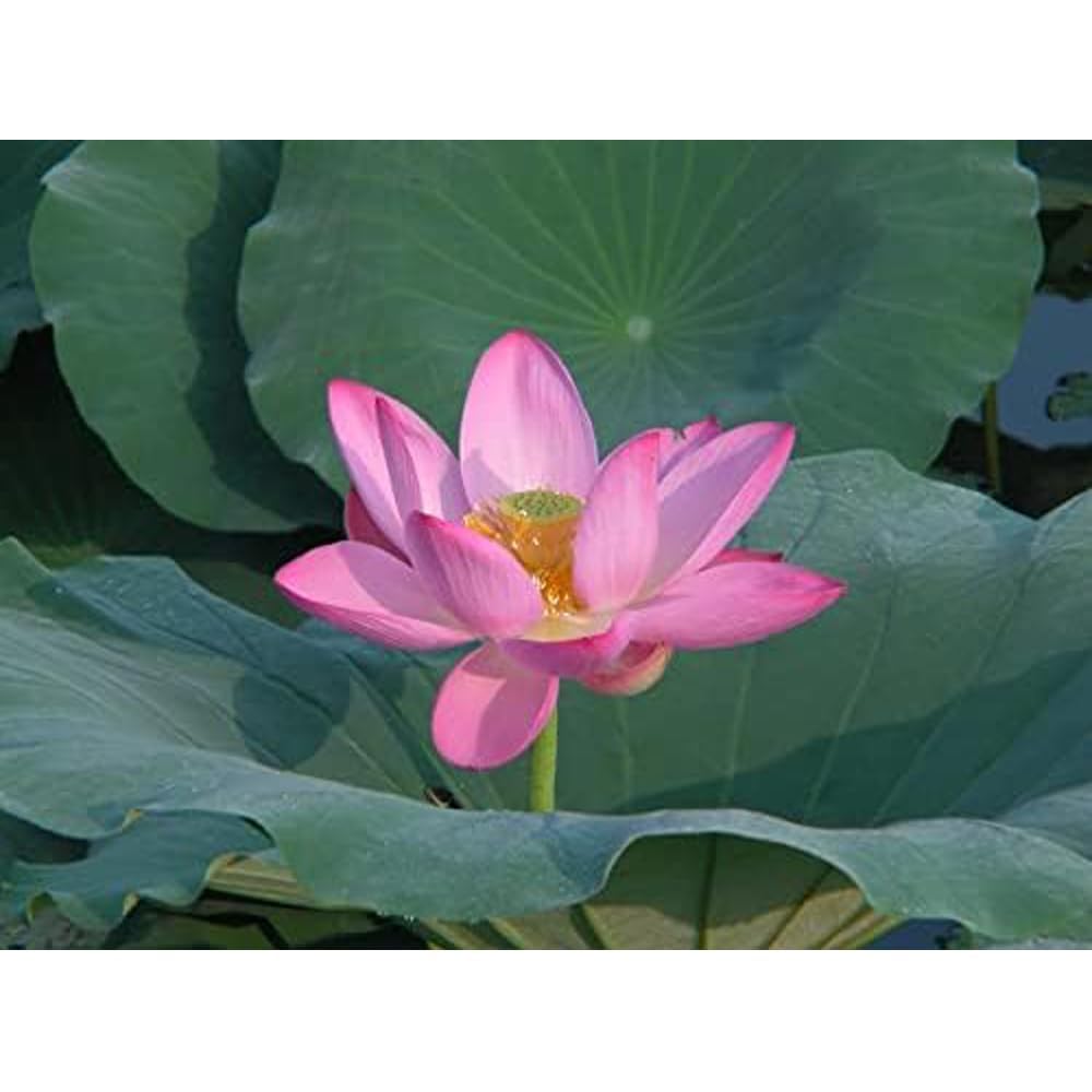Organic Lotus Flower Powder (Pink) 70g - 100% Pure Kamal Powder for Glowing Skin, Hair Care & Face Masks | Natural Thamarai Poo for DIY Beauty Recipes & Ayurvedic Treatments (Pack of 1)