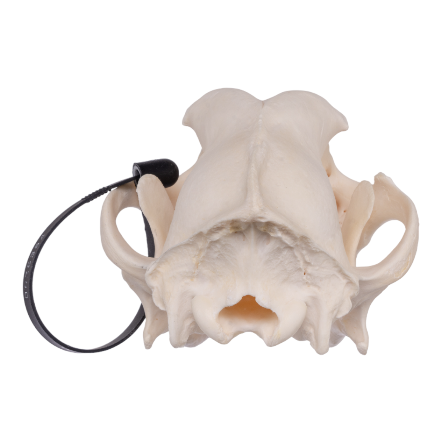 Authentic Husky Dog Skull - Real Domestic Canine Skull for Taxidermy, Veterinary Study, and Halloween Decor - Perfect for Educational Displays and Spooky Home Decor