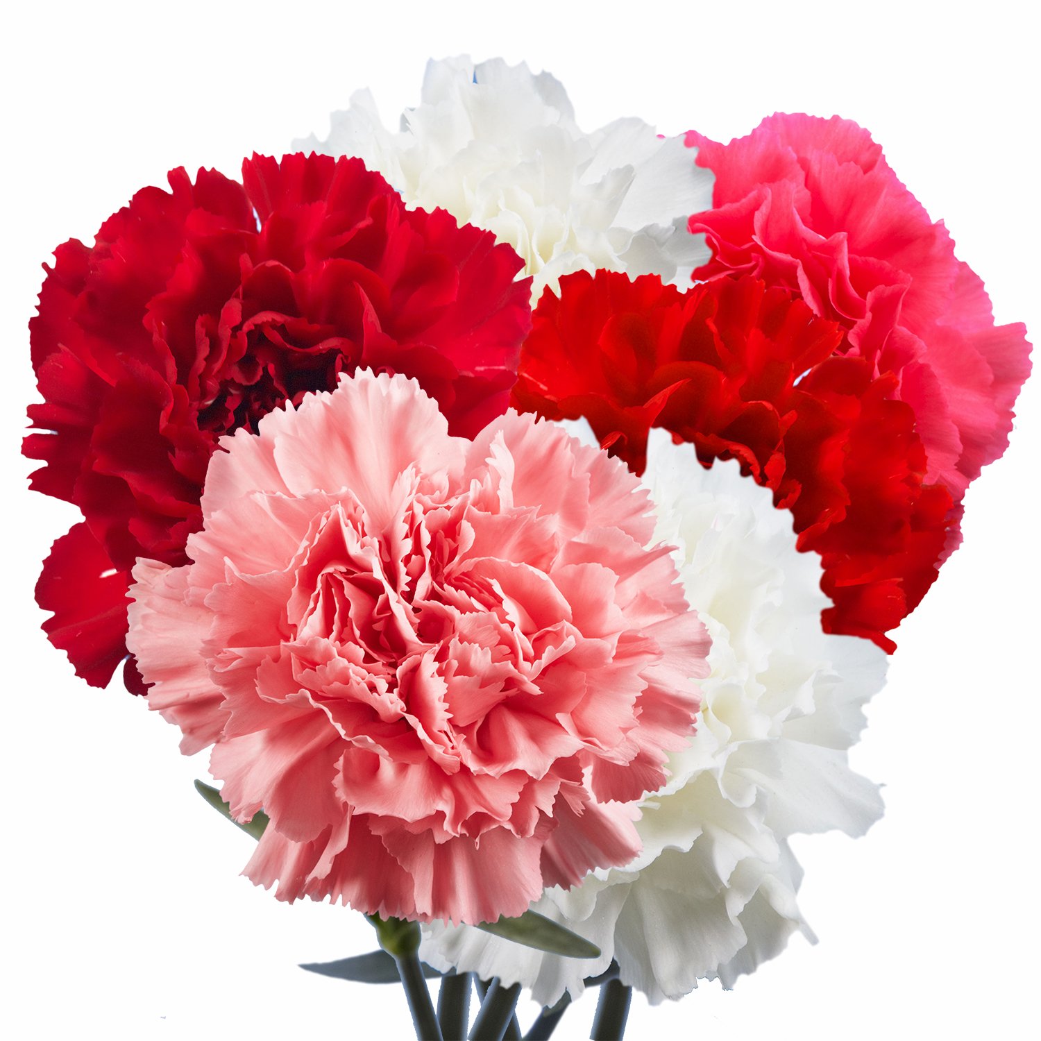 200 Fresh Red Carnations for Mother's Day - Same Day Flower Delivery - Perfect Gift for Mom, Birthday, Anniversary & Special Occasions - Home Decor, Party Centerpiece & Romantic Surprise