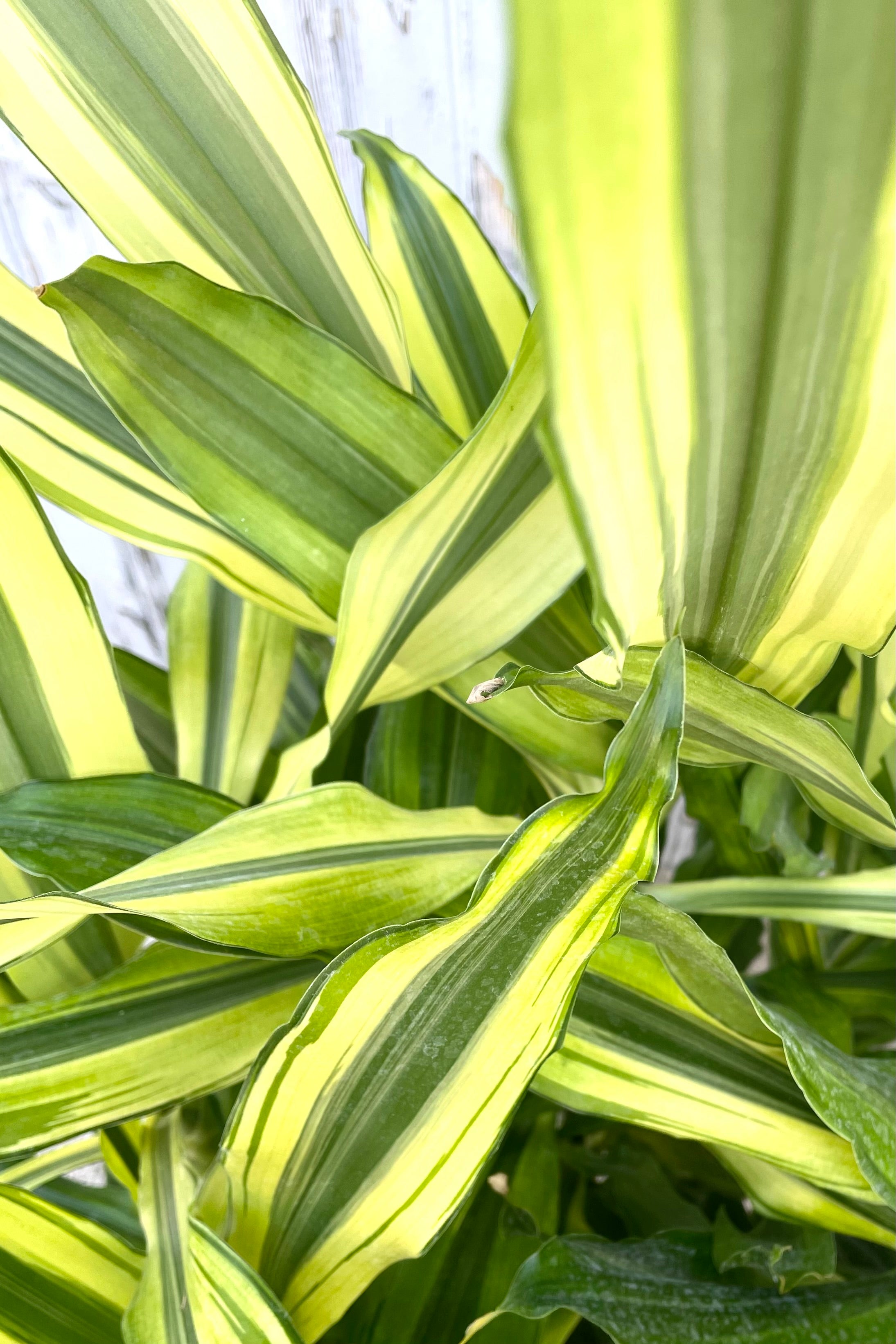 Dracaena 'Sol' Staggered 10 Cane Live Plant - Tall Indoor Houseplant for Home, Office & Decor - Low Maintenance Air Purifying Plant for Living Room, Bedroom or Workspace