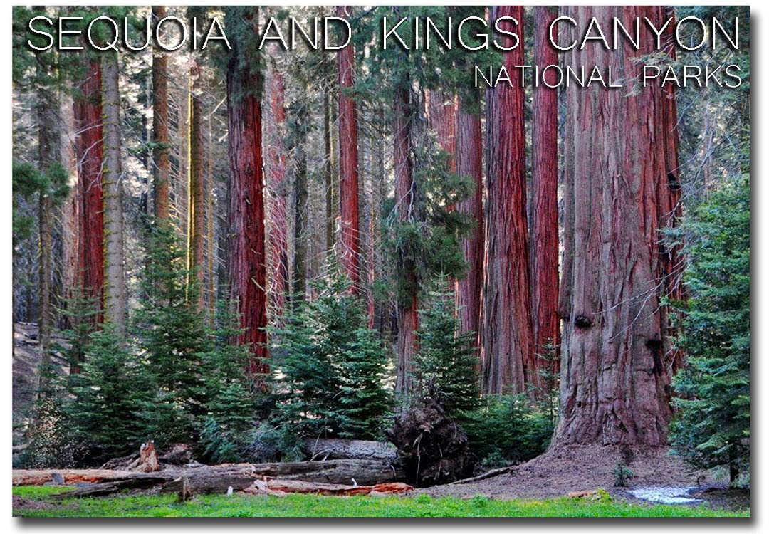 Sequoia and Kings Canyon National Parks Souvenir Fridge Magnet - 2.5