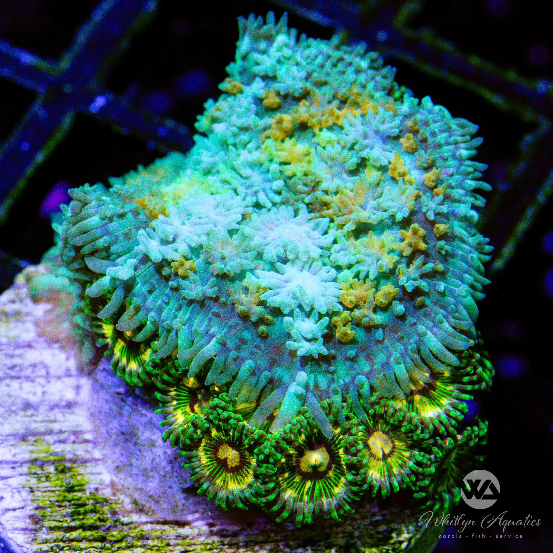 B43 New Release! WYSIWYG WA Calico Rhodactis & Area 51 Zoa Coral Combo for Saltwater Aquariums - Perfect for Reef Tanks and Marine Displays