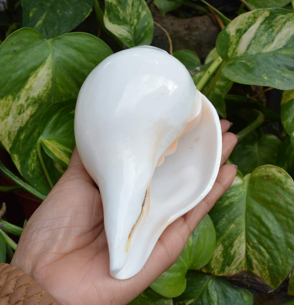 Authentic Pooja Shankha Conch Shell - Sacred Hindu Ritual Instrument for Prayer & Meditation | Perfect for Puja, Yoga & Spiritual Ceremonies