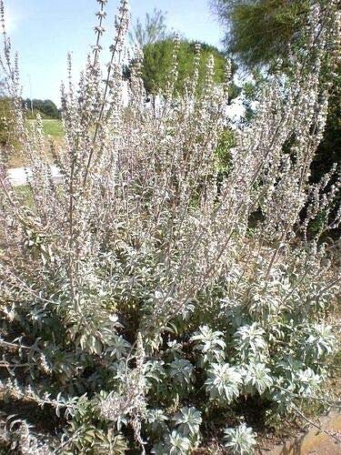 Sacred White Sage (Salvia Apiana) Seeds - 75 Count, Silver Foliage Native Smudging Herb for Spiritual Cleansing & Aromatherapy | Perfect for Meditation, Yoga, and Home Purification Ceremonies