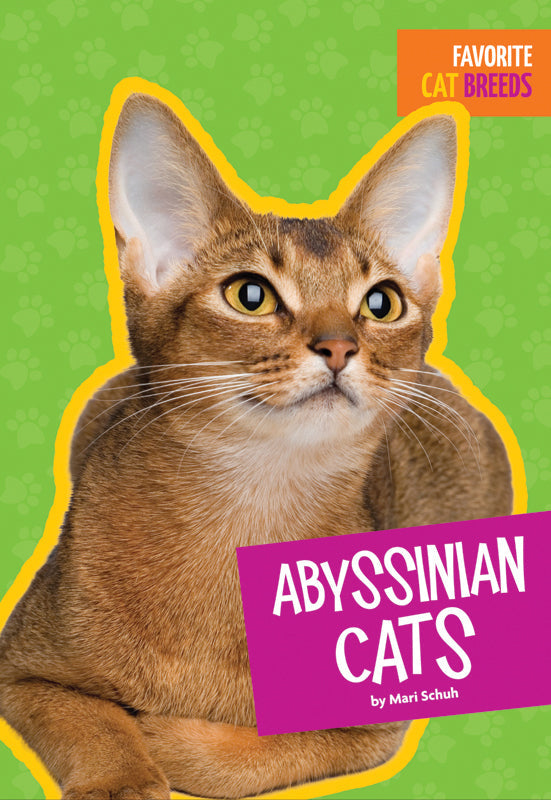 Abyssinian Cats for Sale - Playful, Affectionate & Low-Shedding | Perfect for Families & Apartment Living