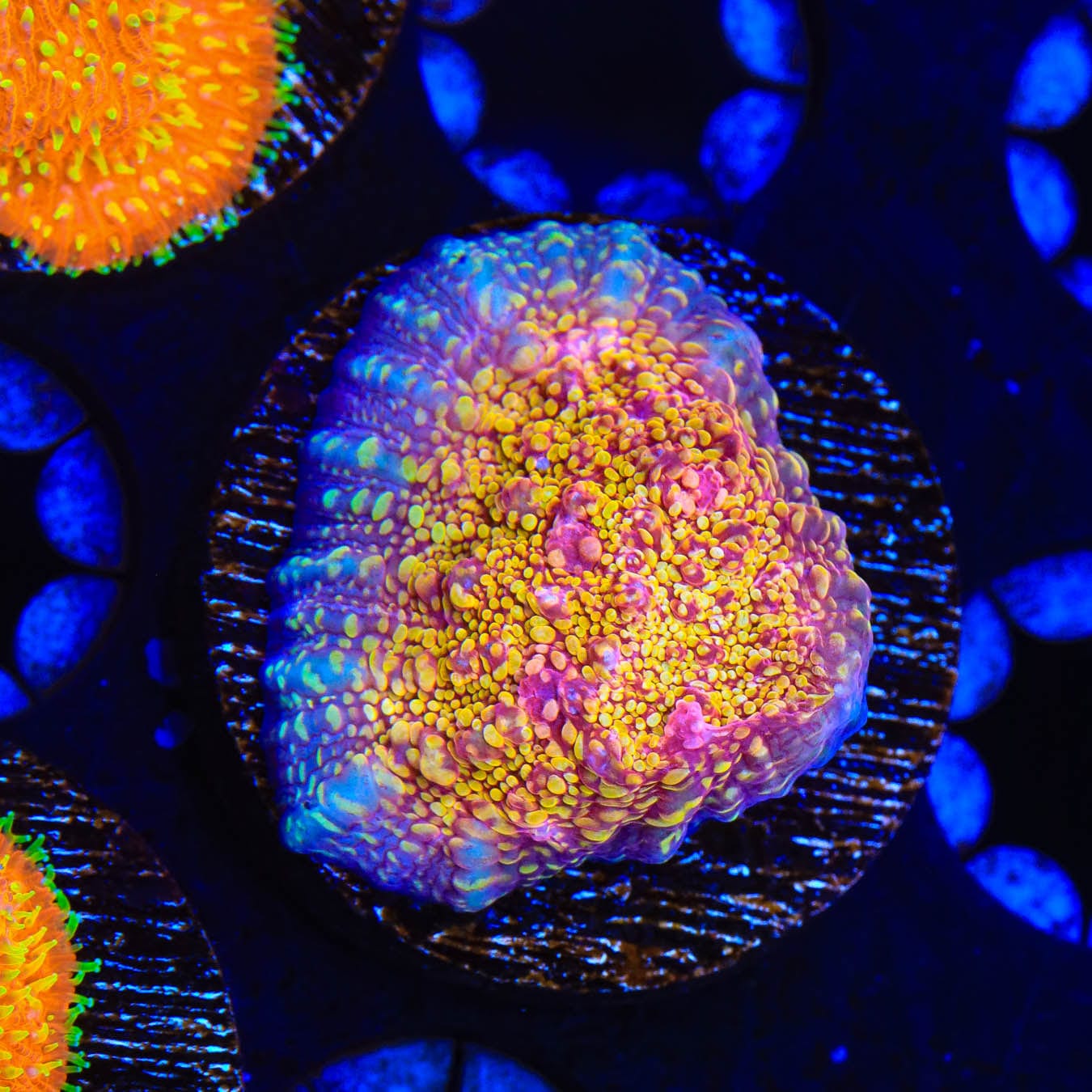 Premium CB El Diablo Chalice Coral for Saltwater Aquariums - Vibrant LPS Coral for Reef Tanks & Marine Aquascaping | Perfect for Coral Fragging and Aquarium Decoration