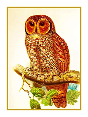 Mottled Wood Owl by John Gould Birds Counted Cross Stitch Pattern