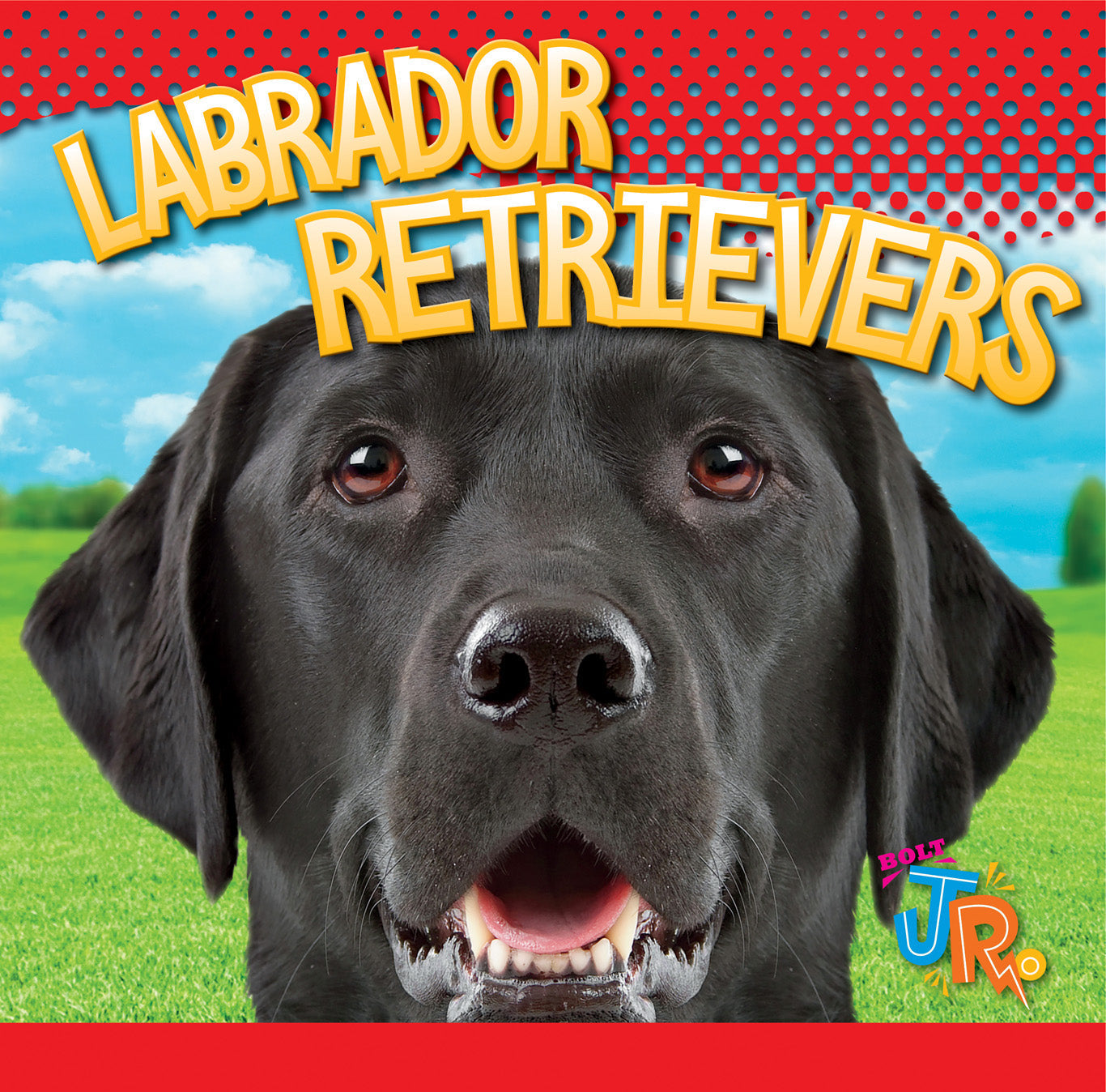 Labrador Retriever Dogs - Friendly & Loyal Family Pets for Hunting, Service & Home Companionship
