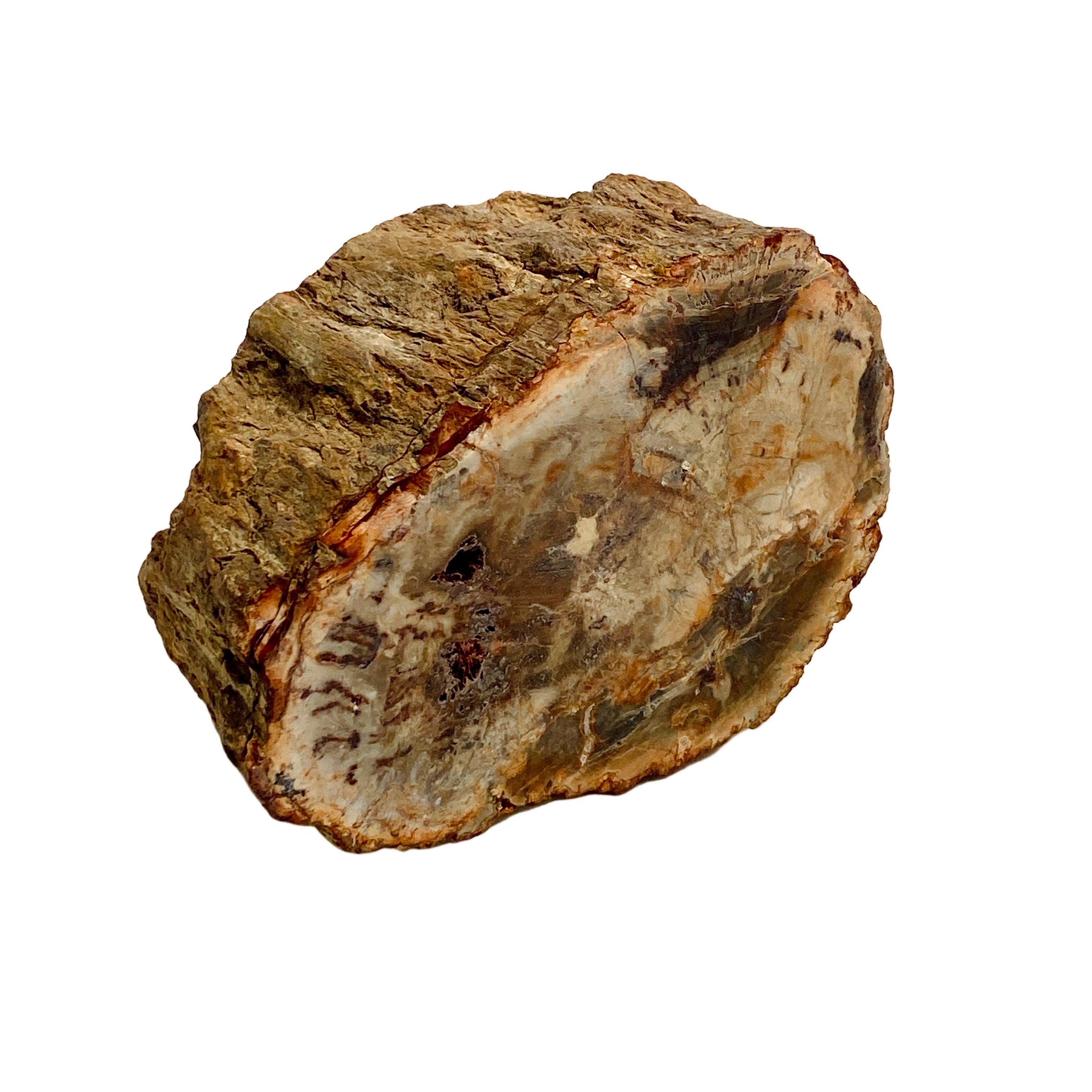 Natural Petrified Wood Slab - Semi-Polished PTW 07 for Home Decor & Mineral Collection | Perfect for Coffee Tables, Wall Art, and Geology Displays
