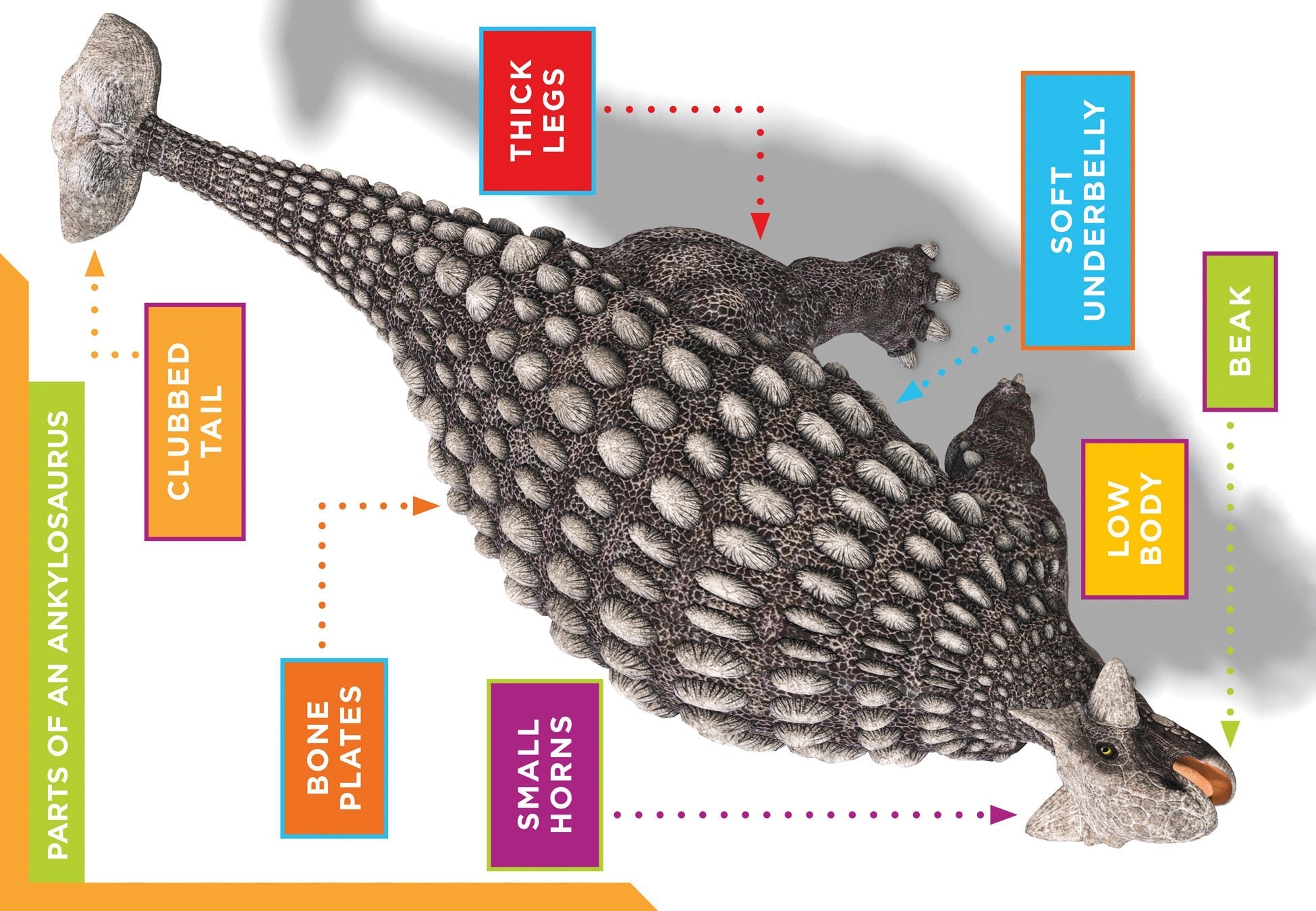 Ankylosaurus Dinosaur Book 9781623102449 - Learn About Prehistoric Creatures for Kids, Students & Dinosaur Enthusiasts