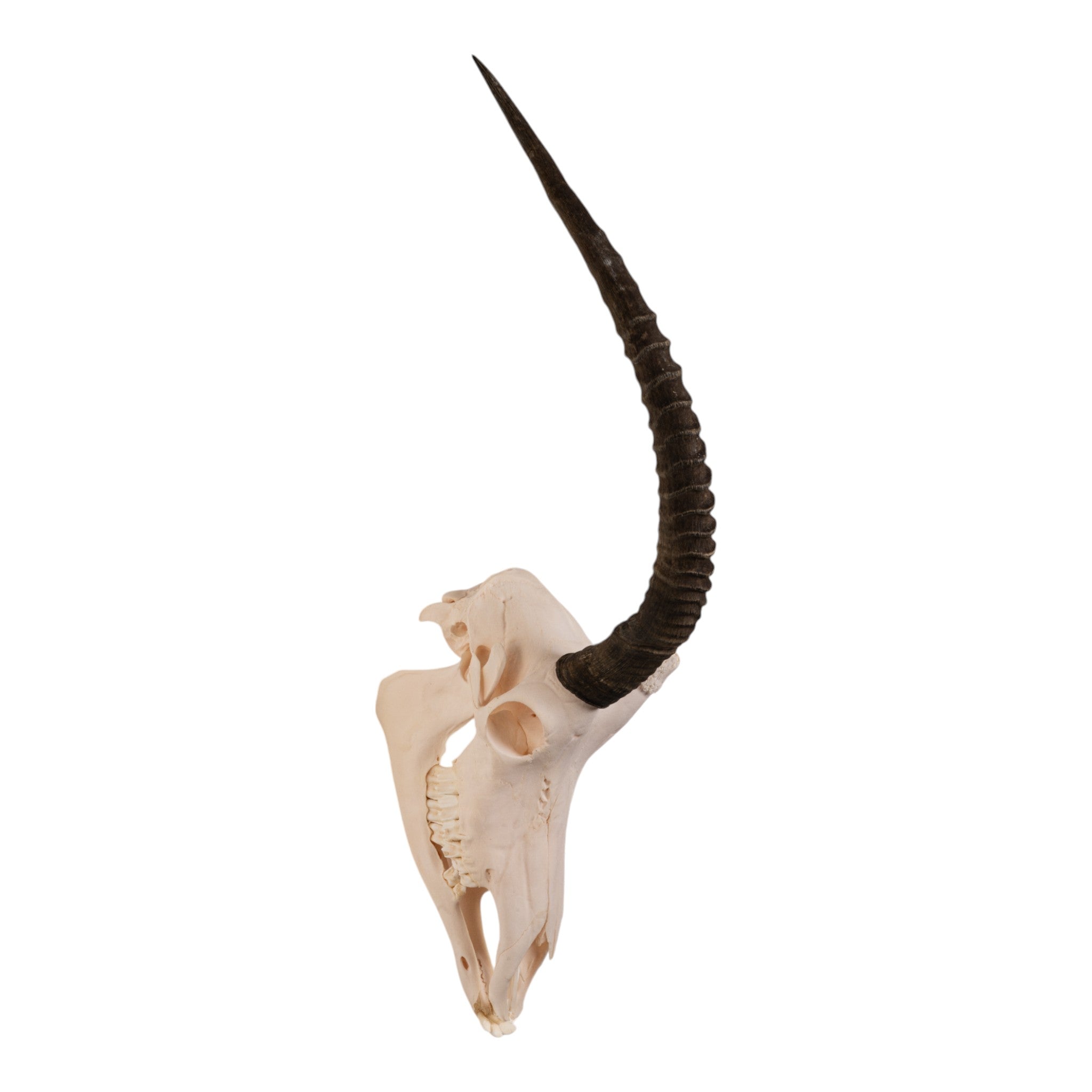 Real Sable Antelope Skull - Genuine Taxidermy Specimen for Home Decor, Hunting Lodge, and Gothic Interior Design