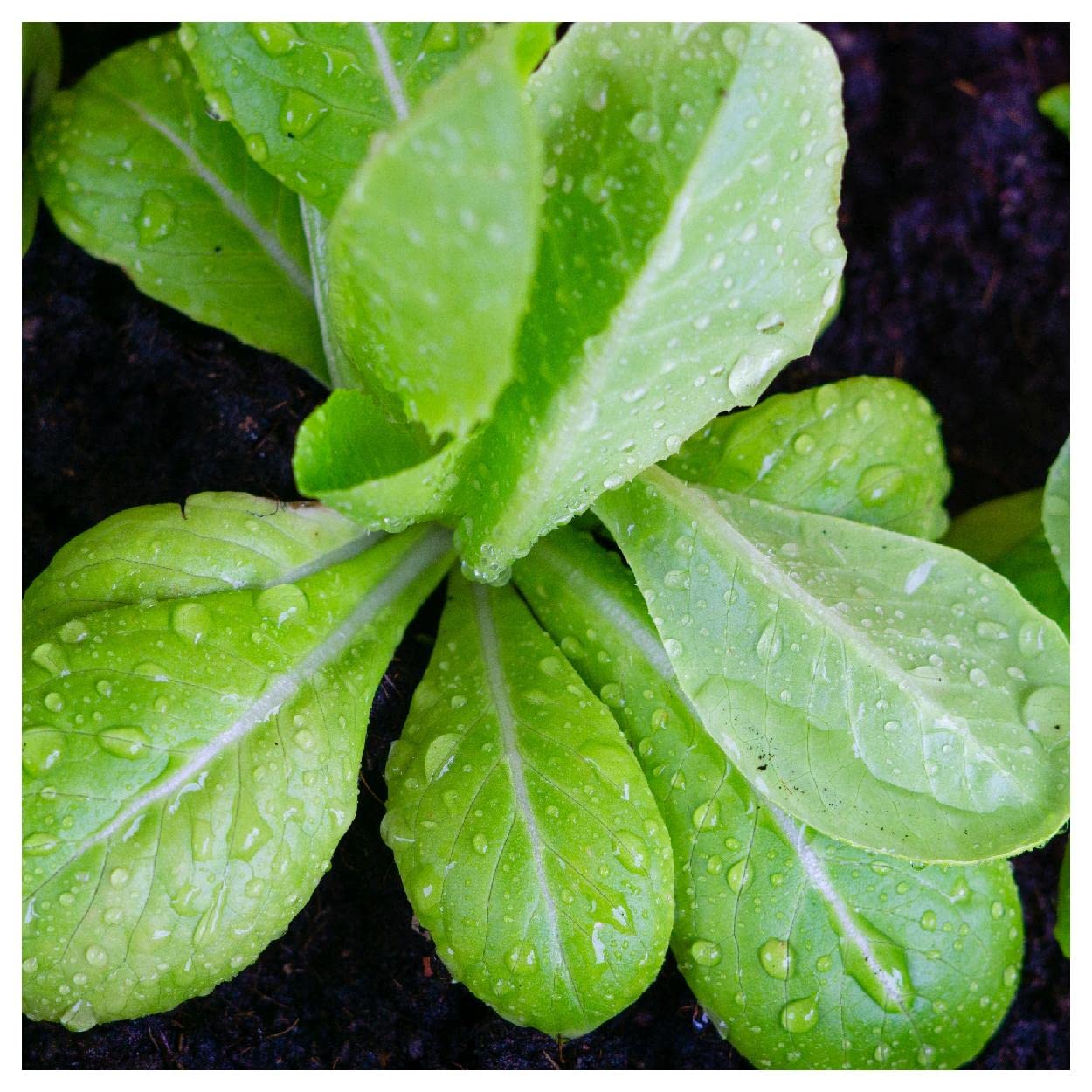 Organic Parris Island Cos Romaine Lettuce Seeds - 1 Lb Bulk Pack - Non-GMO Heirloom Seeds for Home Gardening & Hydroponics - Everwilde Farms Gold Vault Packaging