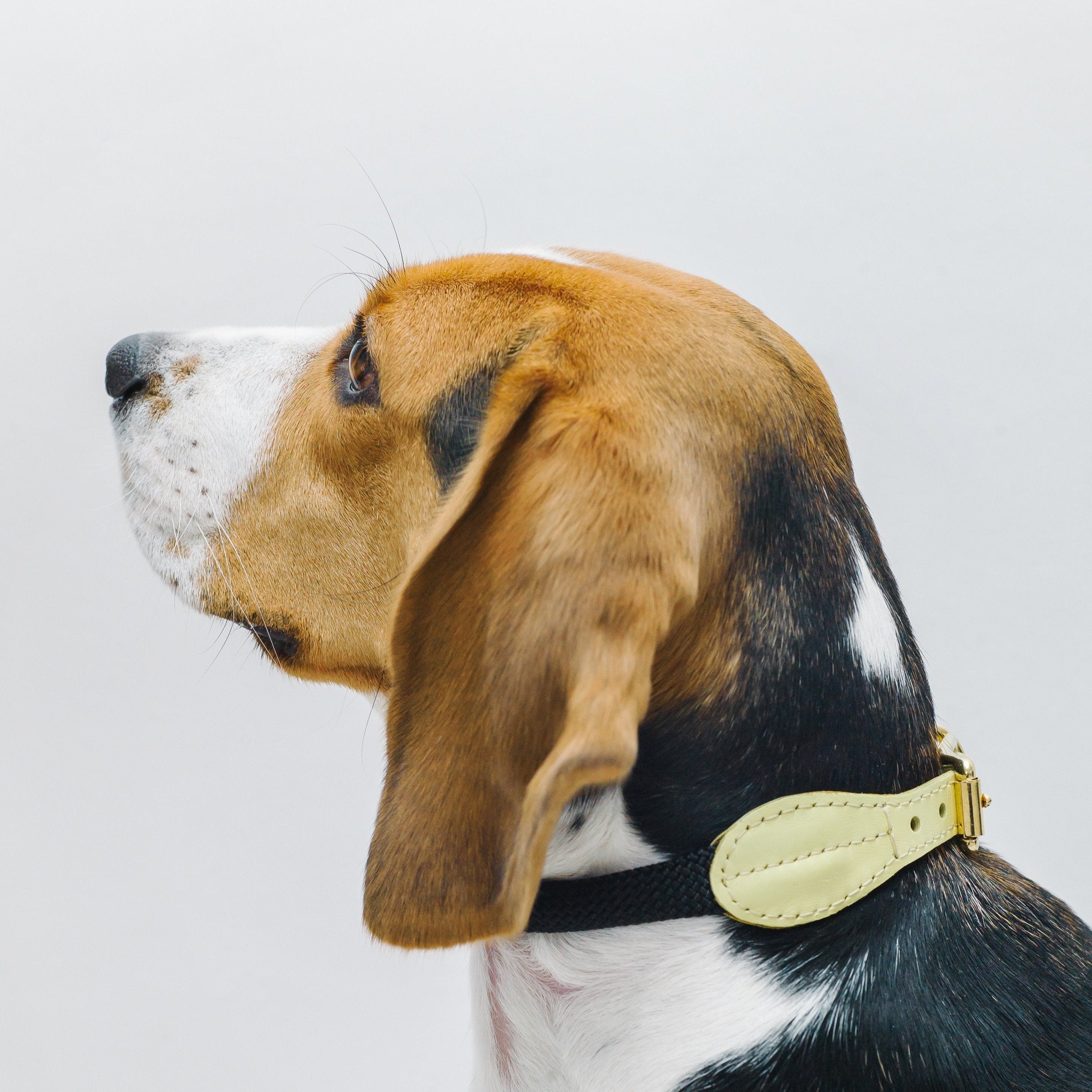Premium Yellow Dog Collar for Small & Medium Dogs - Adjustable, Durable & Stylish Pet Accessory for Daily Walks, Training & Outdoor Adventures