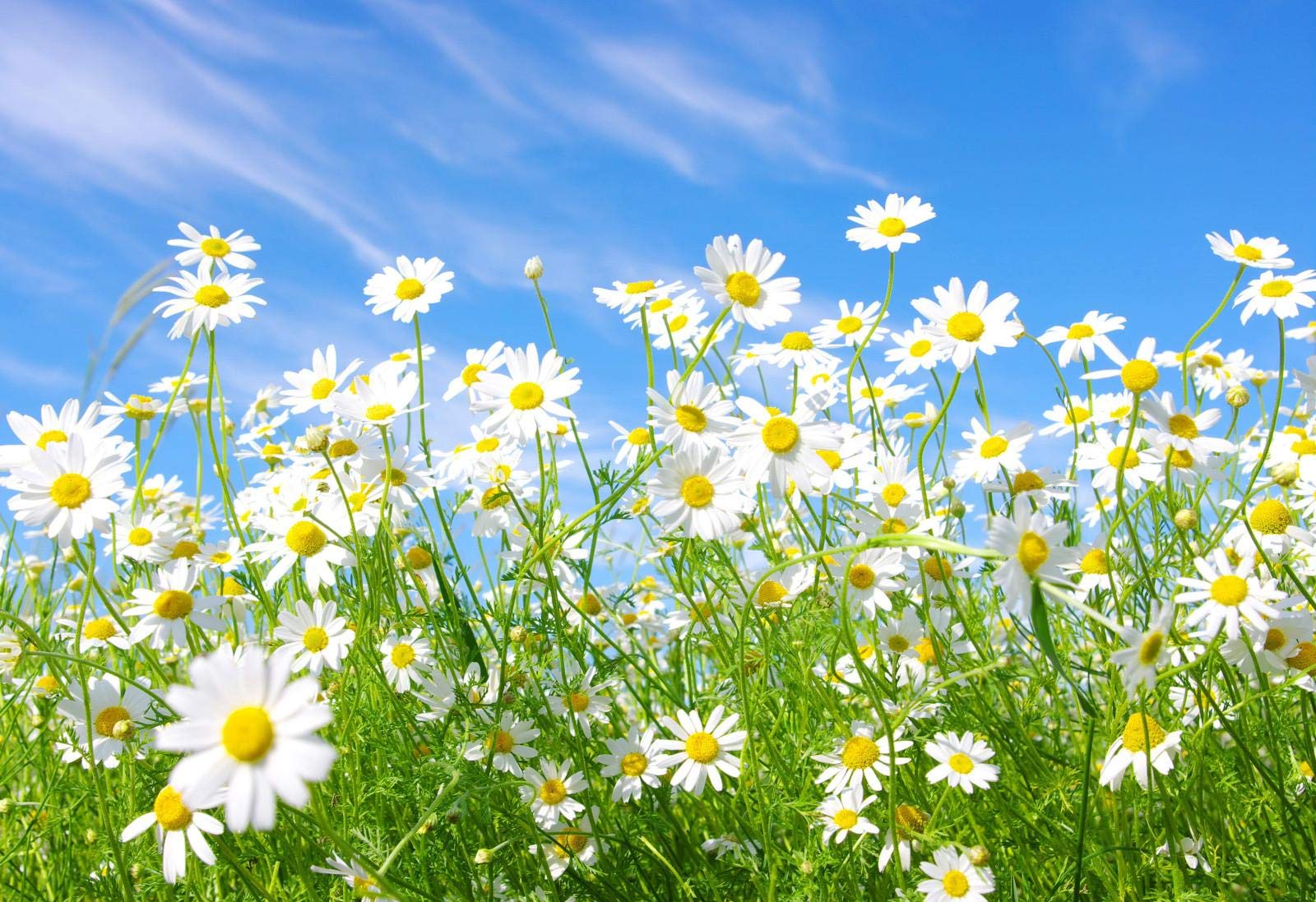 1000 Piece White Daisy Flower Jigsaw Puzzle for Adults - Classic Wooden DIY Puzzle Kit, Unique Gift & Modern Home Decor - Perfect for Relaxation, Family Bonding & Stress Relief