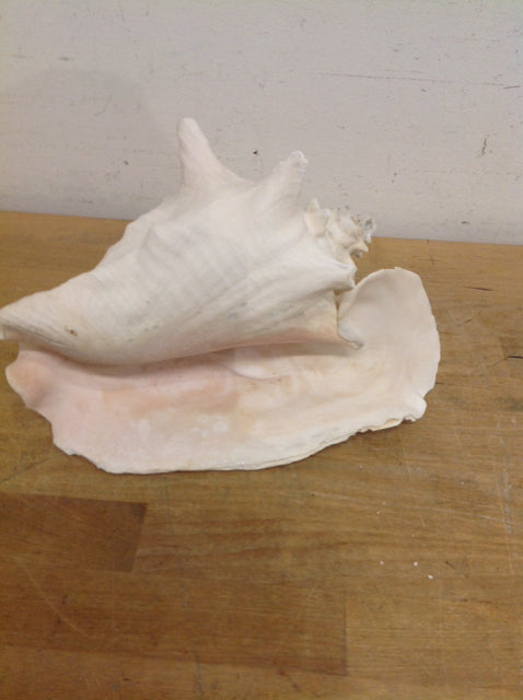 10 Natural Conch Shells for Home Decor, Beach Themed Party Favors, and DIY Crafts – Perfect for Coastal Decor, Wedding Centerpieces, and Souvenirs