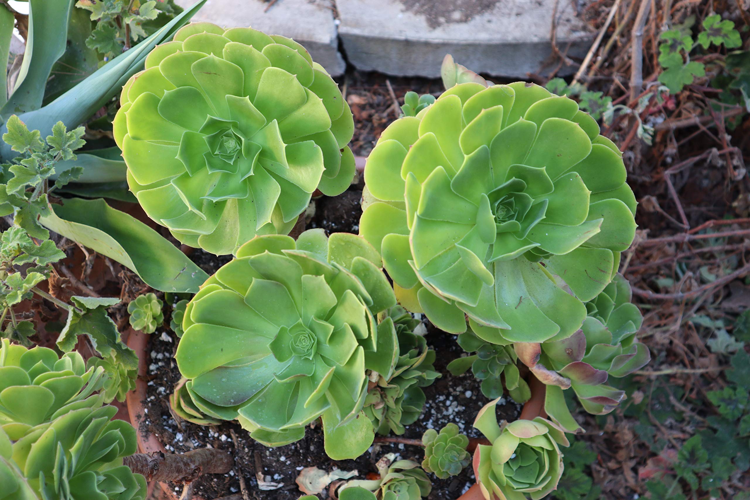 3 Jumbo Irish Rose Succulent Cuttings - Live Succulent Plants for Garden, Home Decor & Wedding Centerpieces | Real Succulent Cuttings for DIY Arrangements