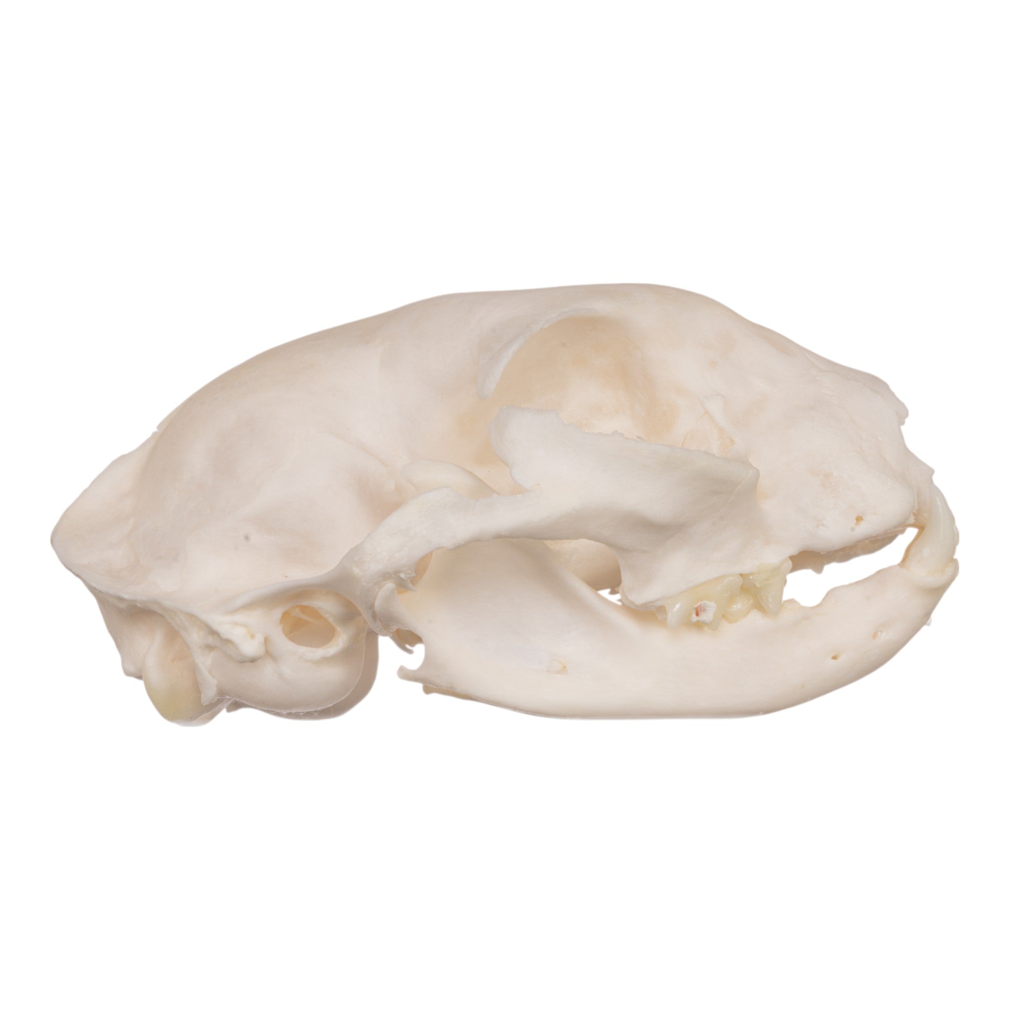 Authentic Domestic Cat Skull Specimen for Veterinary Study & Dental Anatomy Education - Perfect for Veterinary Students, Taxidermy Collectors, and Halloween Decor