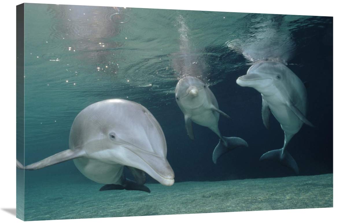 24x36 Inch Bottlenose Dolphin Underwater Trio Art Print - Hawaii Ocean Wildlife Photography by Flip Nicklin - Perfect for Beach House Decor, Marine Lover Gifts & Office Wall Art