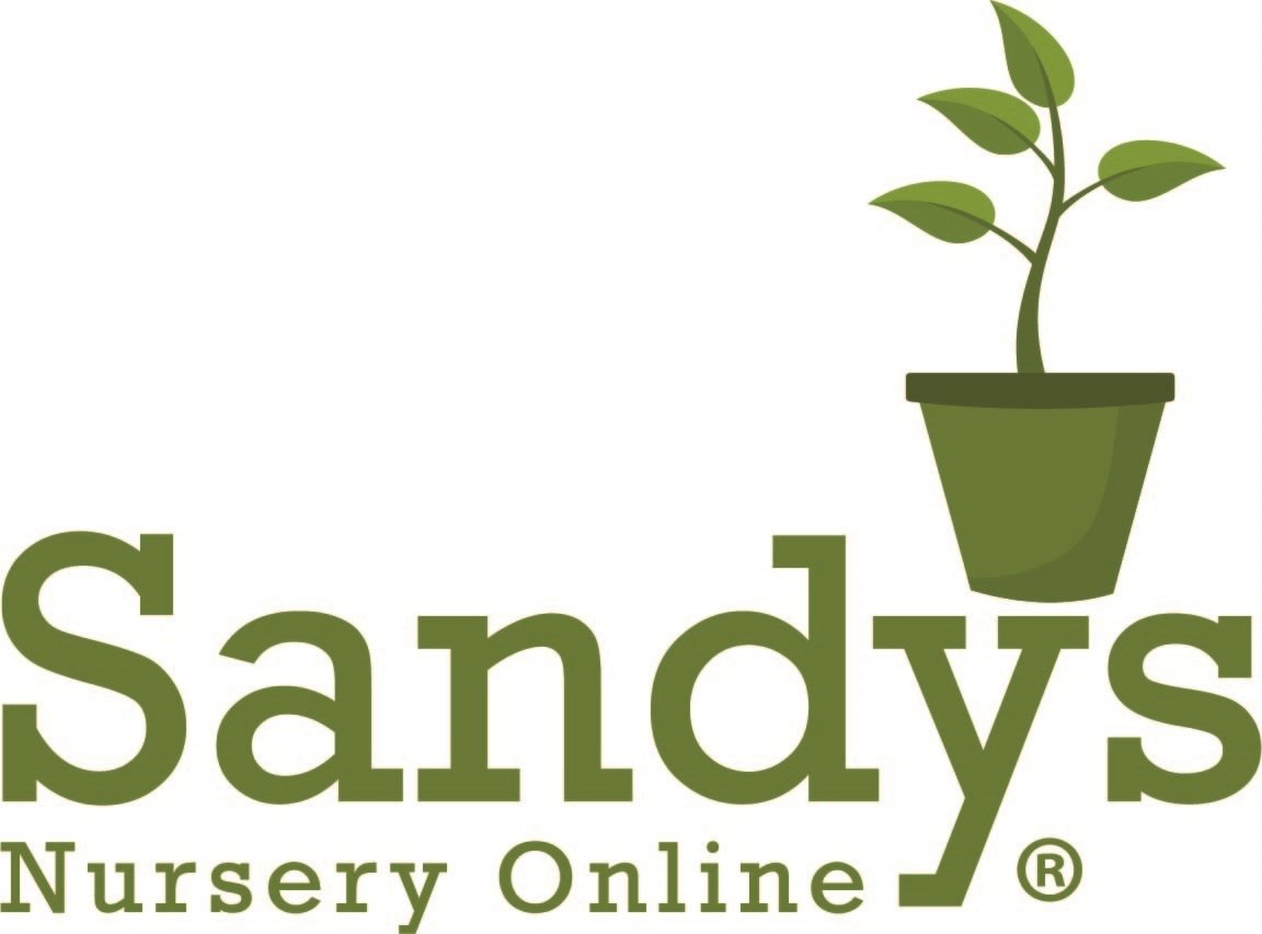 Nellie R Stevens Holly Evergreen Shrubs - Set of 6 Plants in 3 Inch Pots for Landscaping, Privacy Hedges & Garden Decor