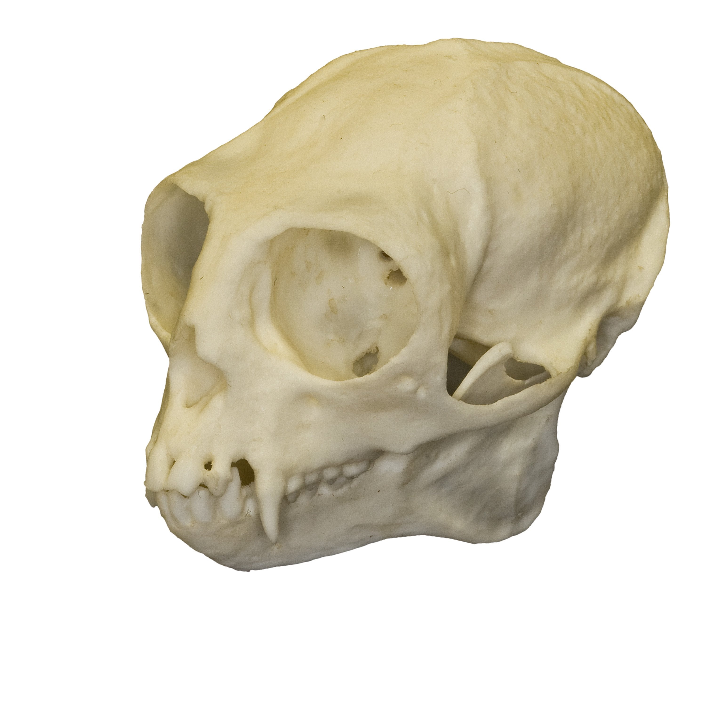 Replica Common Marmoset Skull - High-Quality Primate Anatomy Model for Science Education, Biology Study & Home Decor