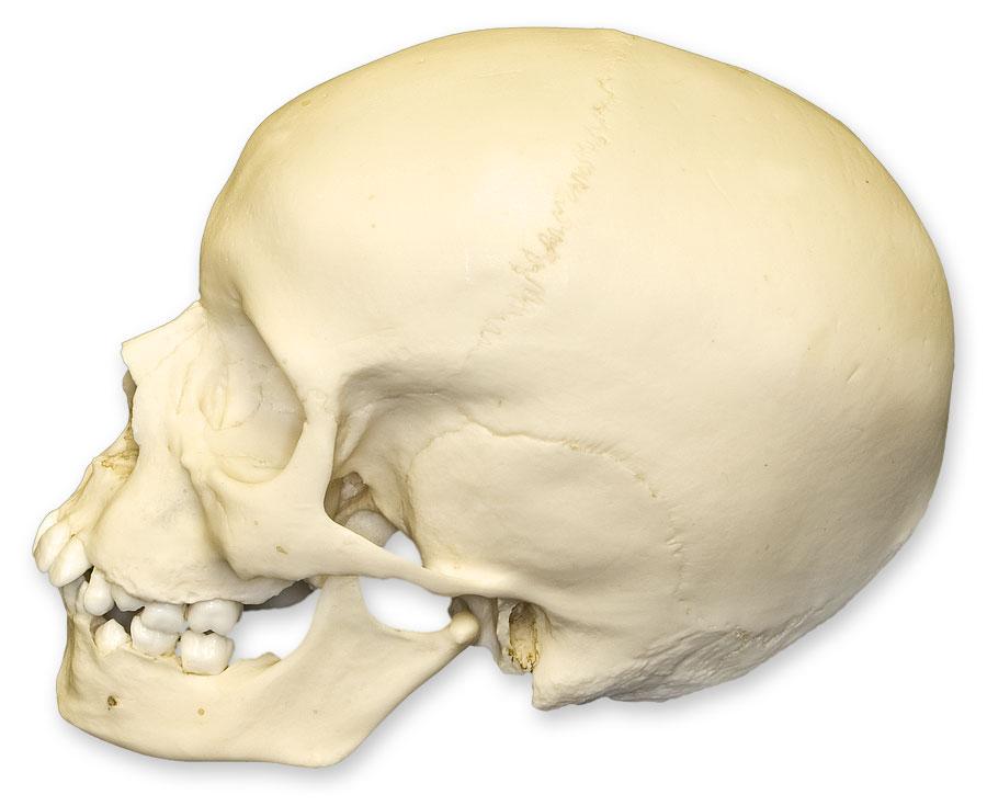 Authentic Replica 9-Year-Old Child Human Skull - Anatomical Model for Medical Education, Halloween Decor & Science Display