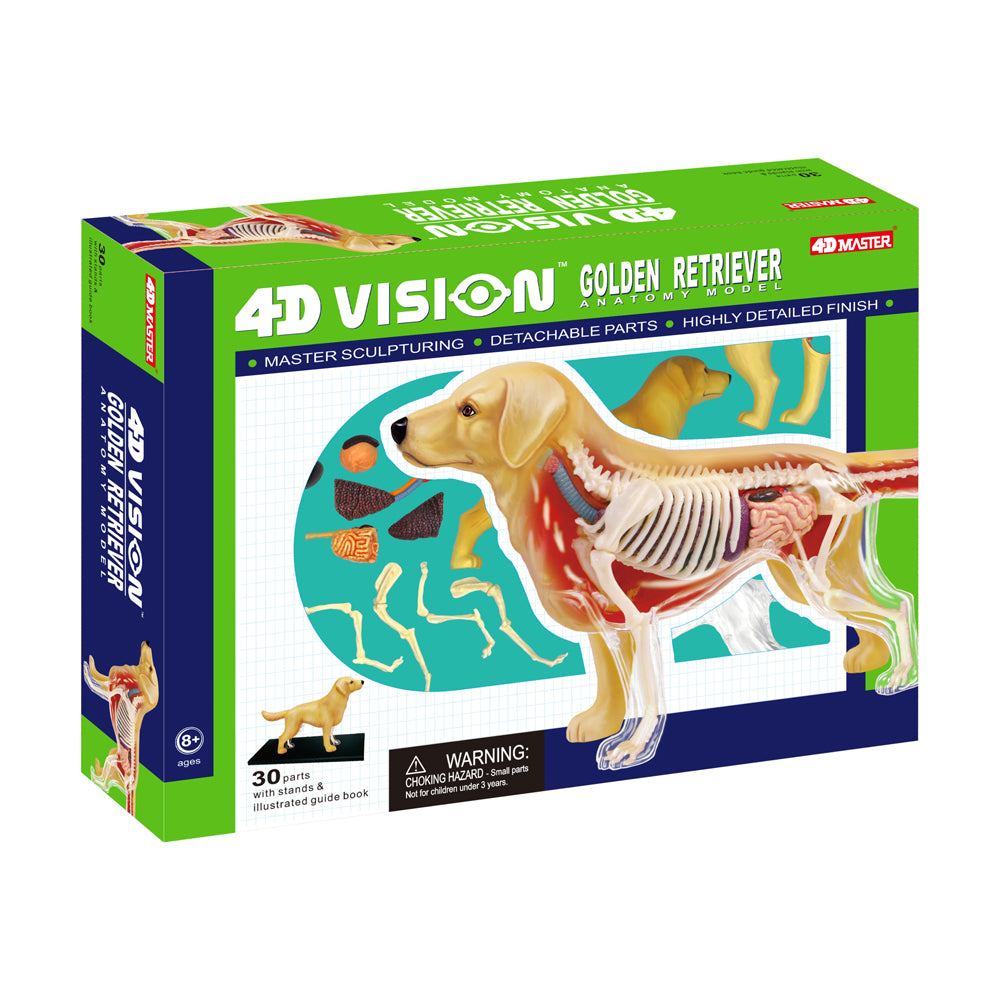 4D Master Golden Retriever Anatomy Model - Educational STEM Toy for Kids & Adults - Perfect for Veterinary Students, Science Classrooms & Animal Lovers