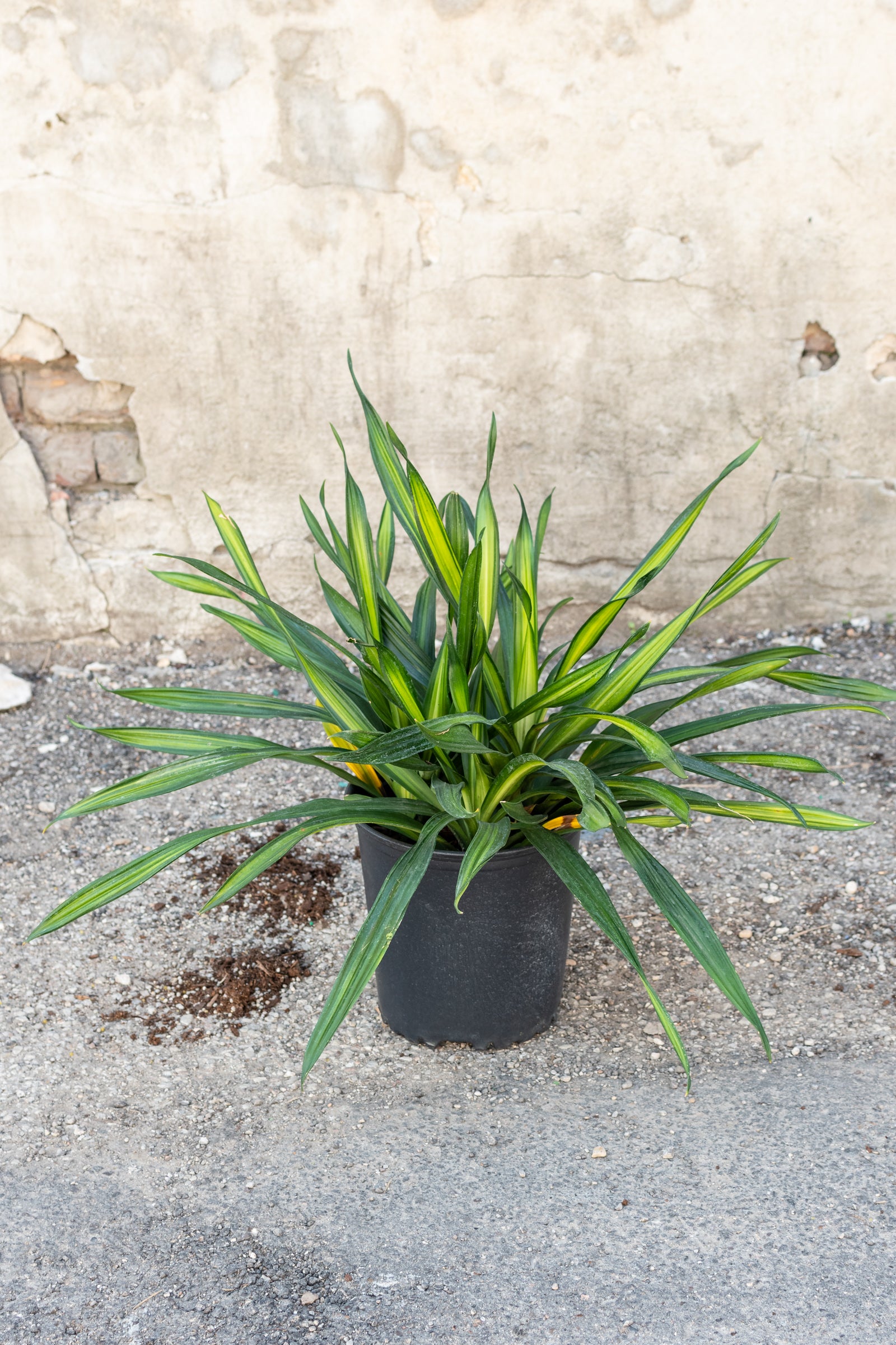 Dracaena 'Rikki' Indoor Plant - 8