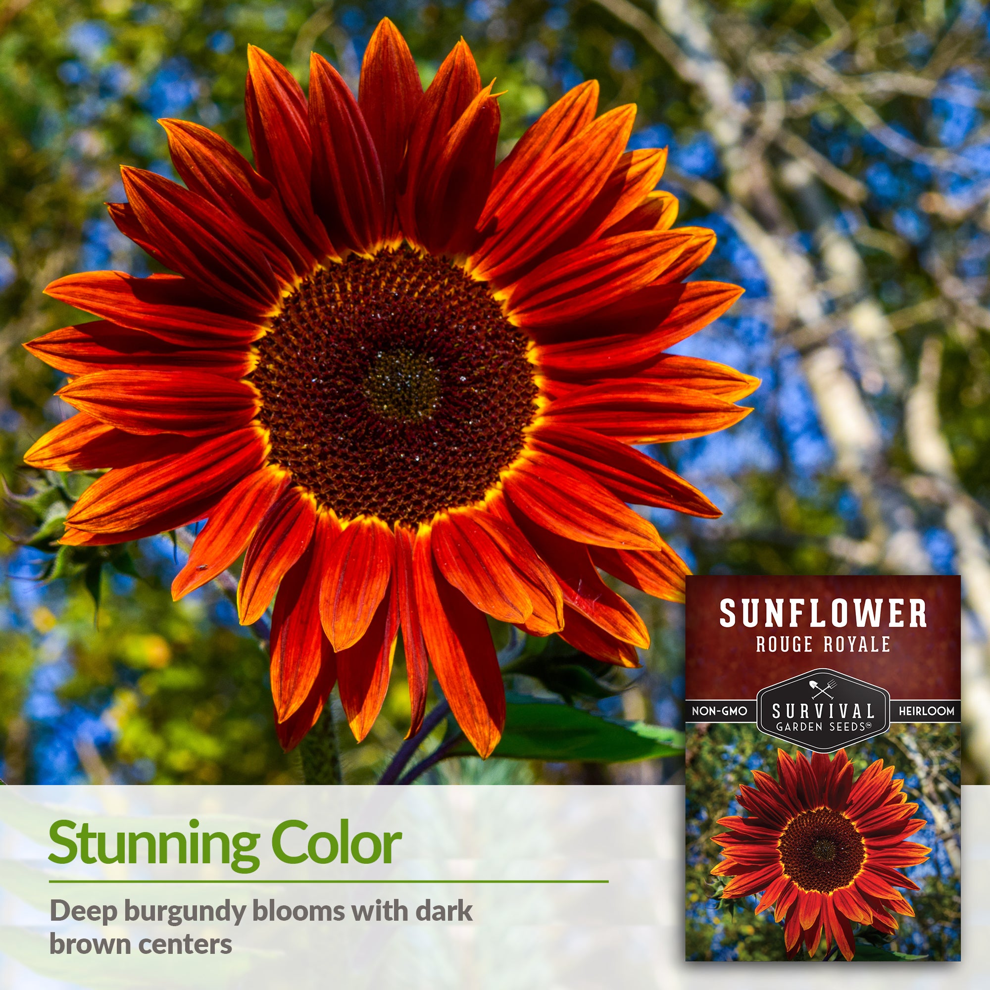 Premium Rouge Royale Sunflower Seeds - Non-GMO, High Protein, Low Sodium Snack - Perfect for Hiking, Road Trips & Healthy On-the-Go Lifestyle