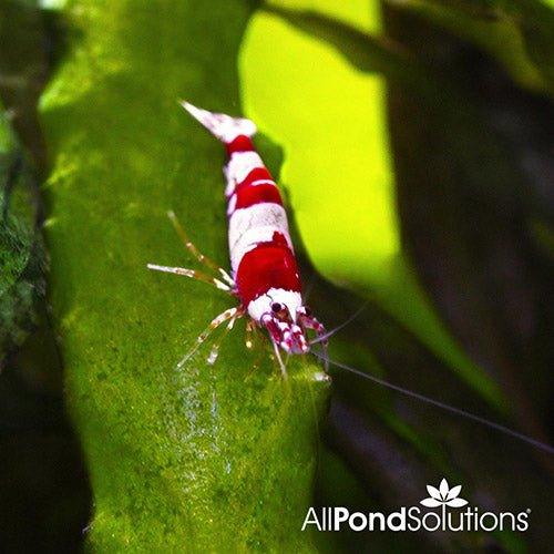 Premium Crystal Red Shrimp (Caridina cantonensis) - High Grade Freshwater Aquarium Shrimp for Planted Tanks & Nano Aquascapes | Perfect for Shrimp Breeding, Community Tanks & Aquatic Decor