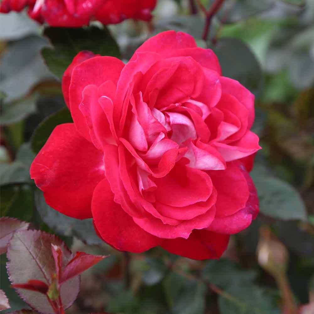 Heirloom Roses - El Catala Red Rose Bush | Hardy Live Outdoor Rose Plant for Gardens, Landscaping & Home Decor